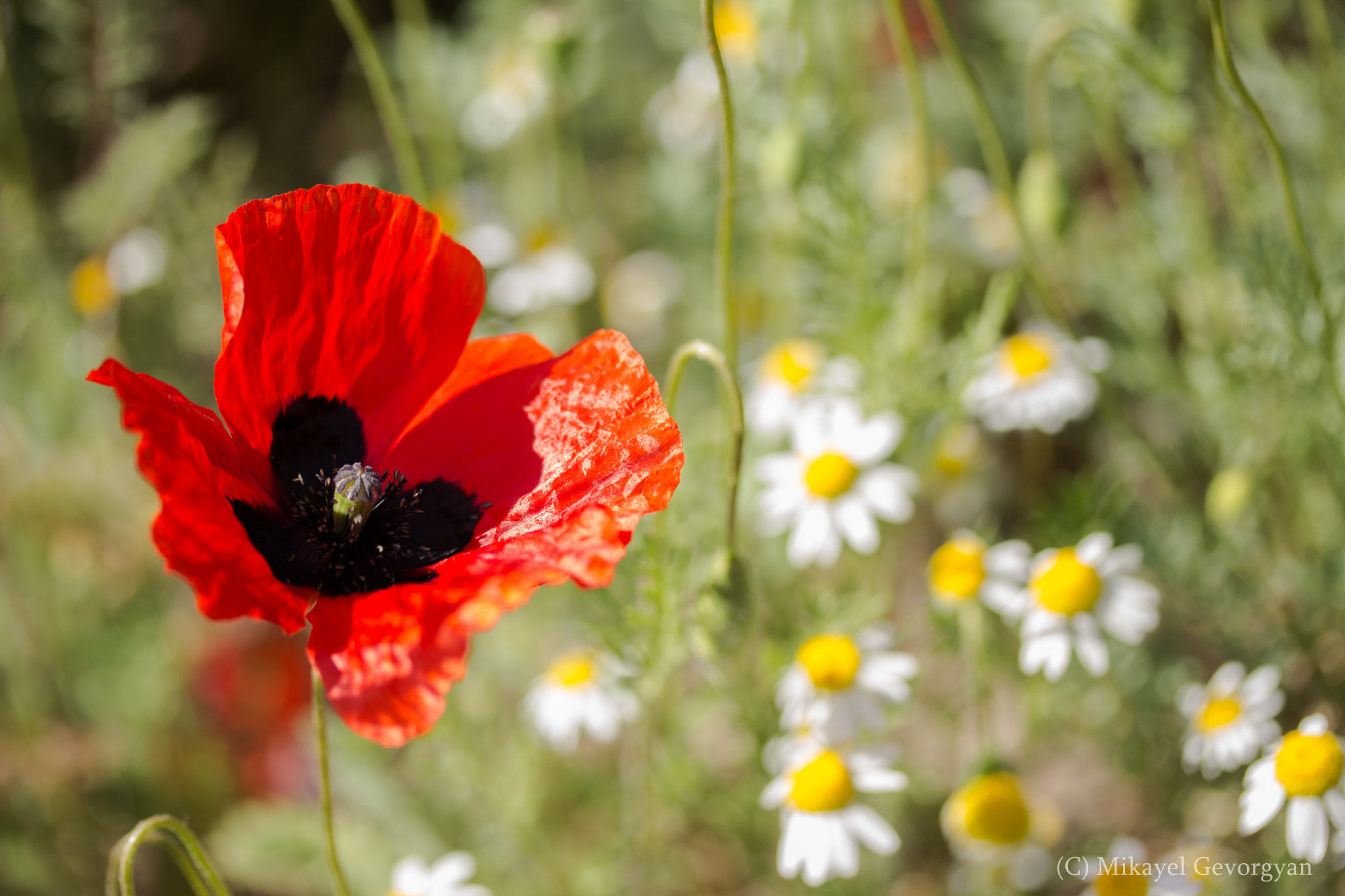 Canon EF-S 60mm F2.8 Macro USM sample photo. Tulip photography