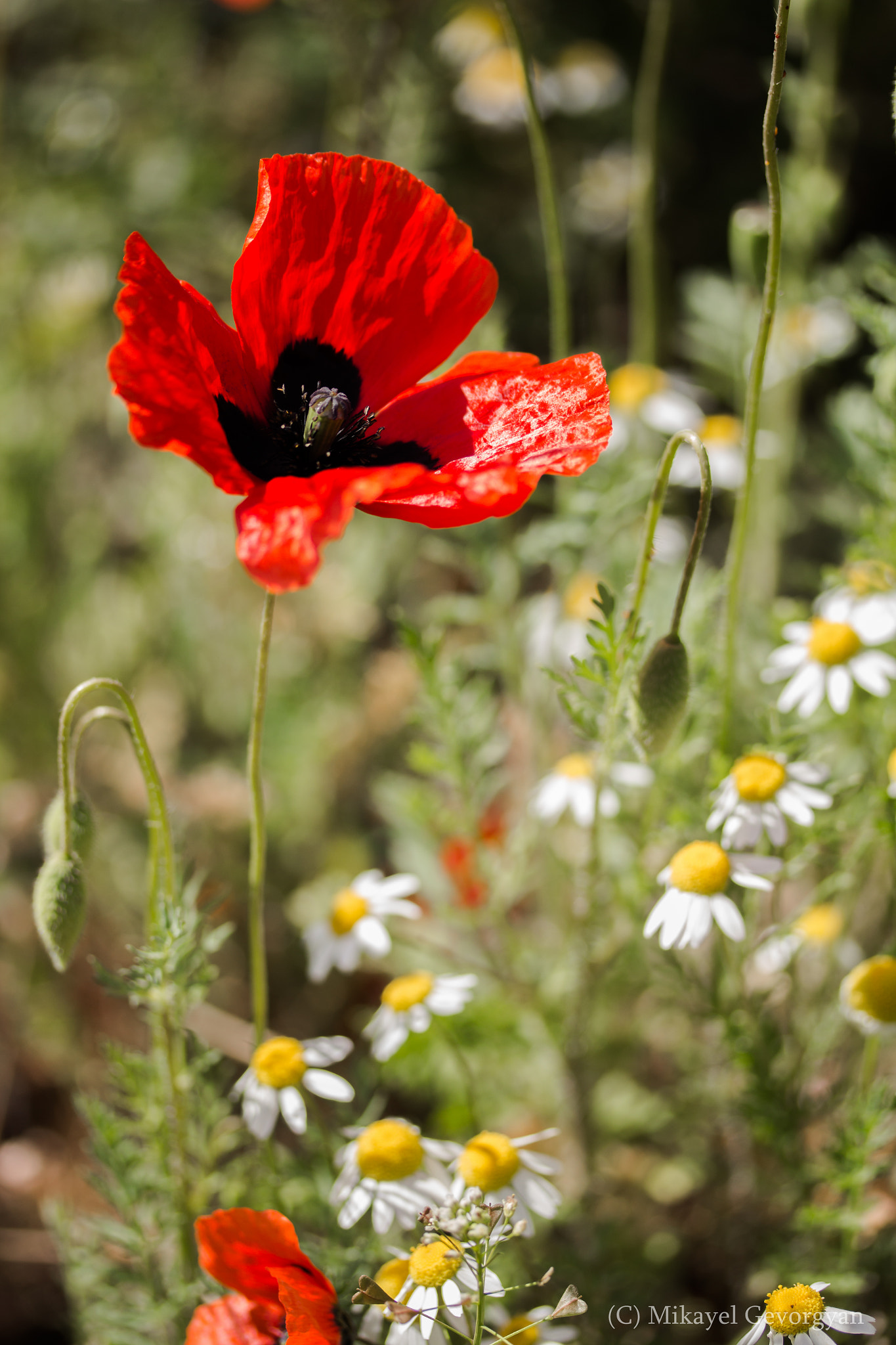 Canon EF-S 60mm F2.8 Macro USM sample photo. Tulip photography