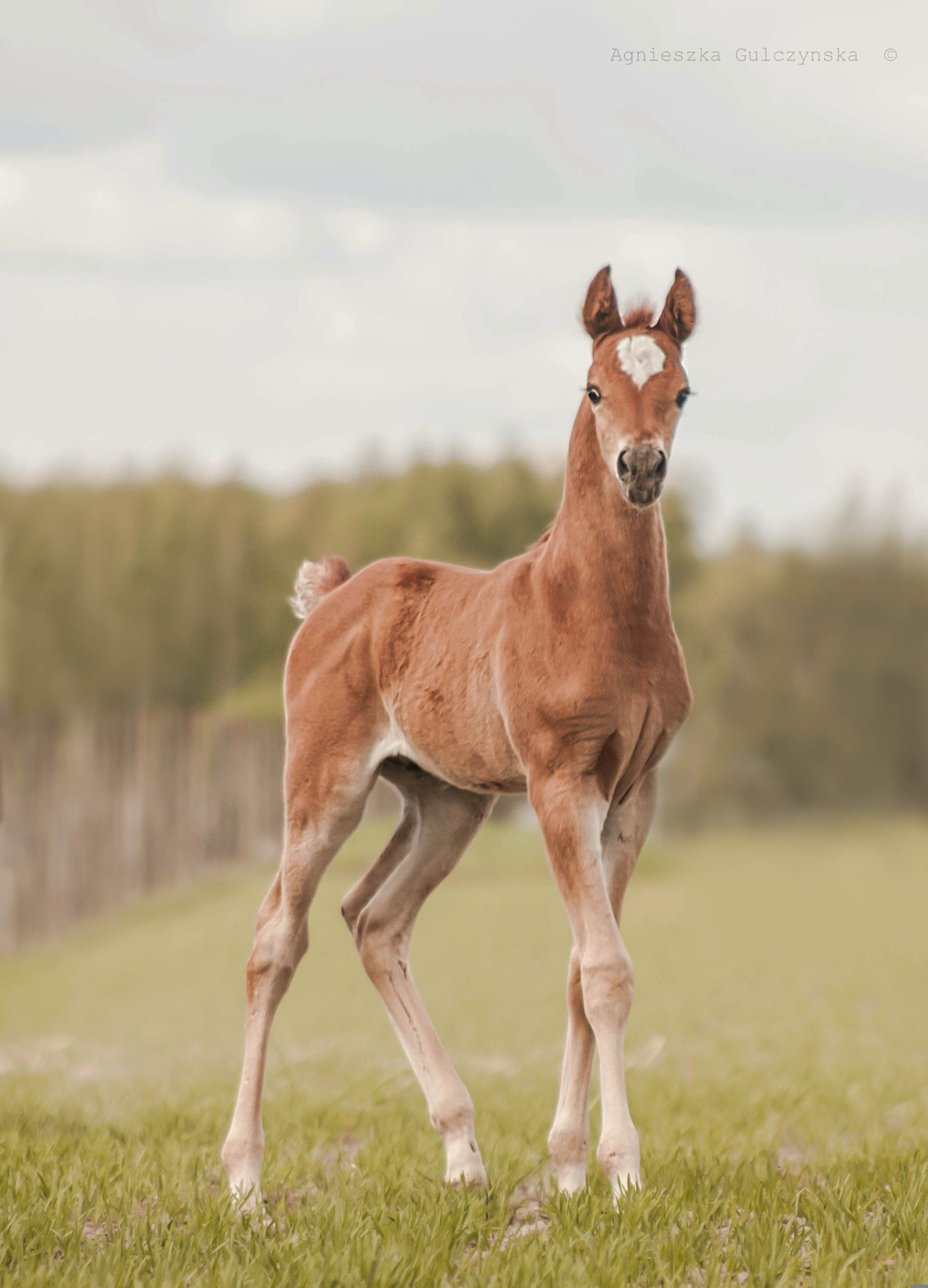 Canon EF 100-300mm F4.5-5.6 USM sample photo. Arabian colt photography