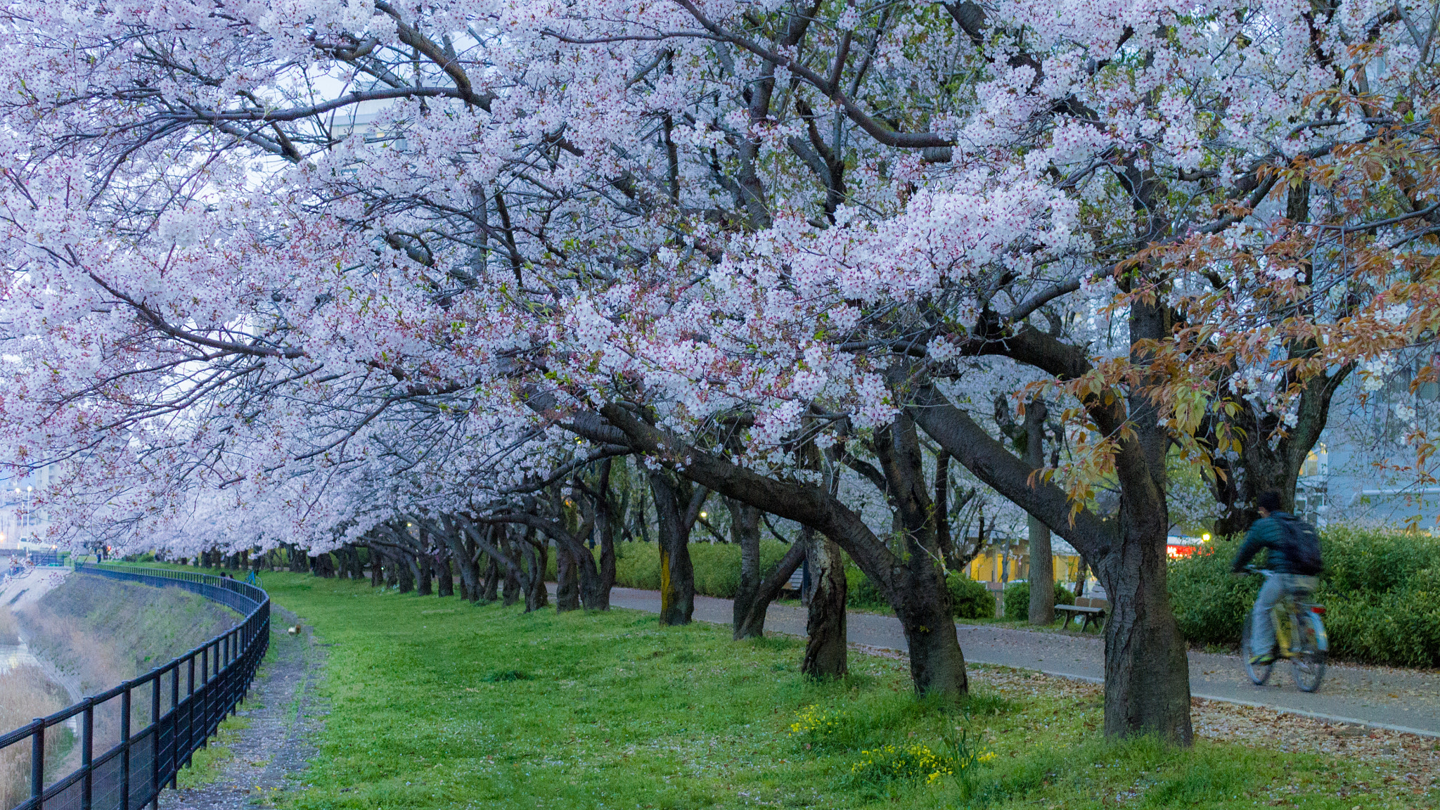 Olympus OM-D E-M5 + Sigma 30mm F2.8 EX DN sample photo. Sakura photography