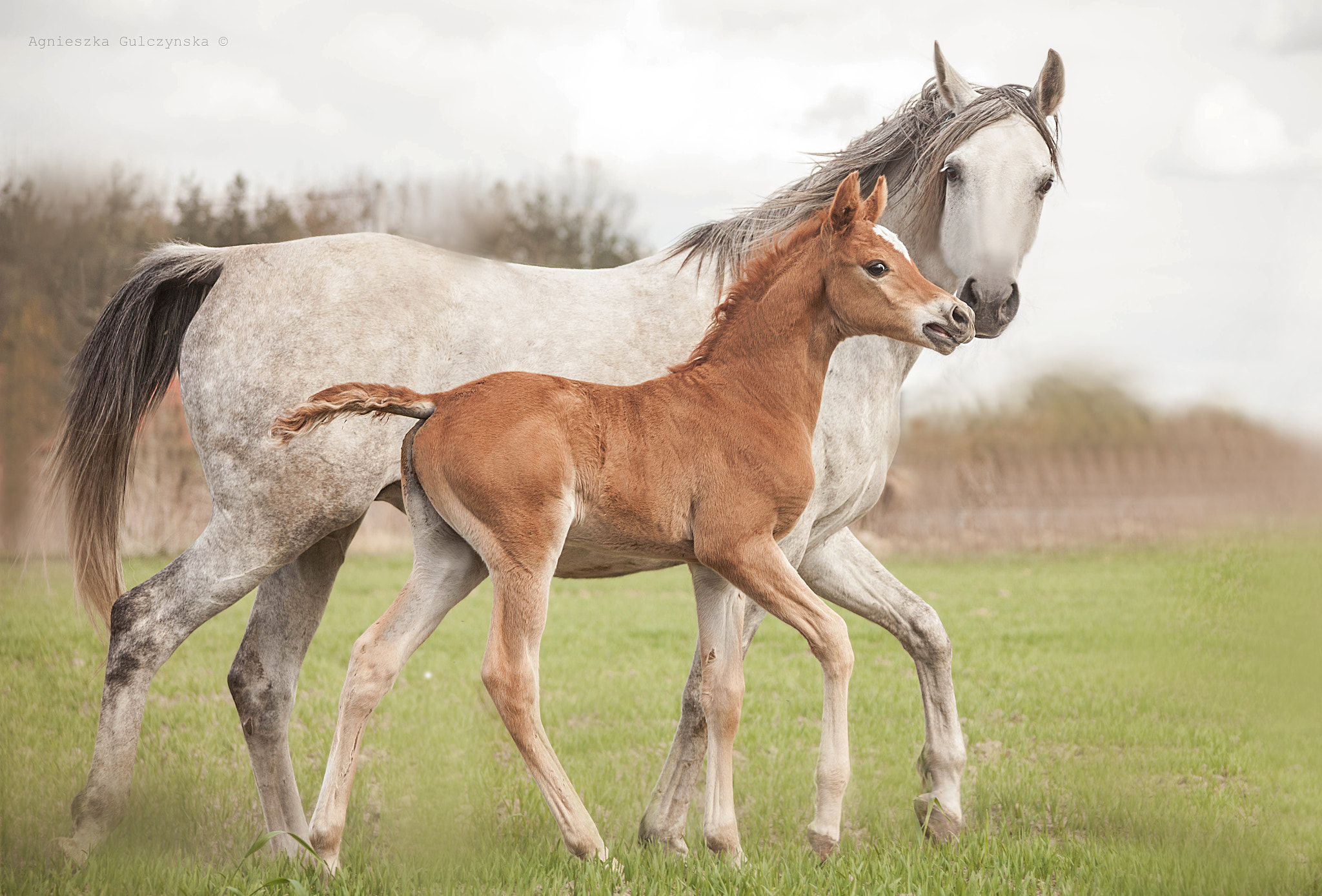 Canon EOS 5D Mark II + Canon EF 100-300mm F4.5-5.6 USM sample photo. Arabian mare  & colt photography