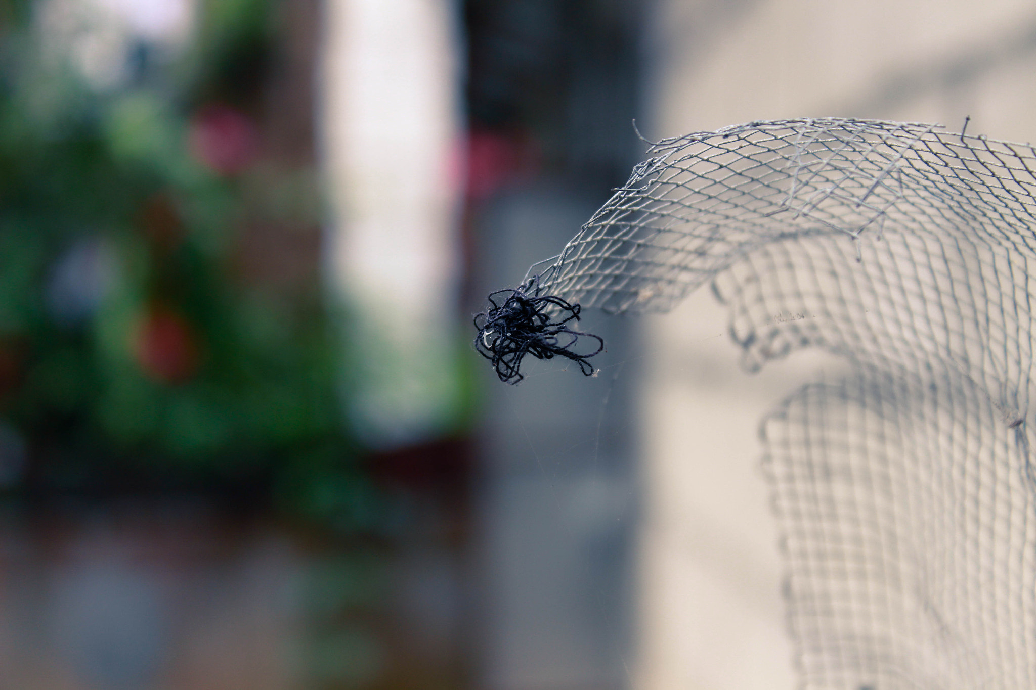Canon EOS 650D (EOS Rebel T4i / EOS Kiss X6i) sample photo. Tangled photography