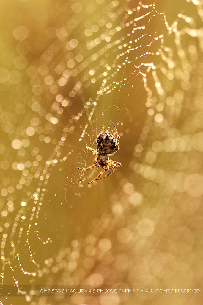 Guardian of the Morning Pearls by Christos Kaouranis on 500px.com