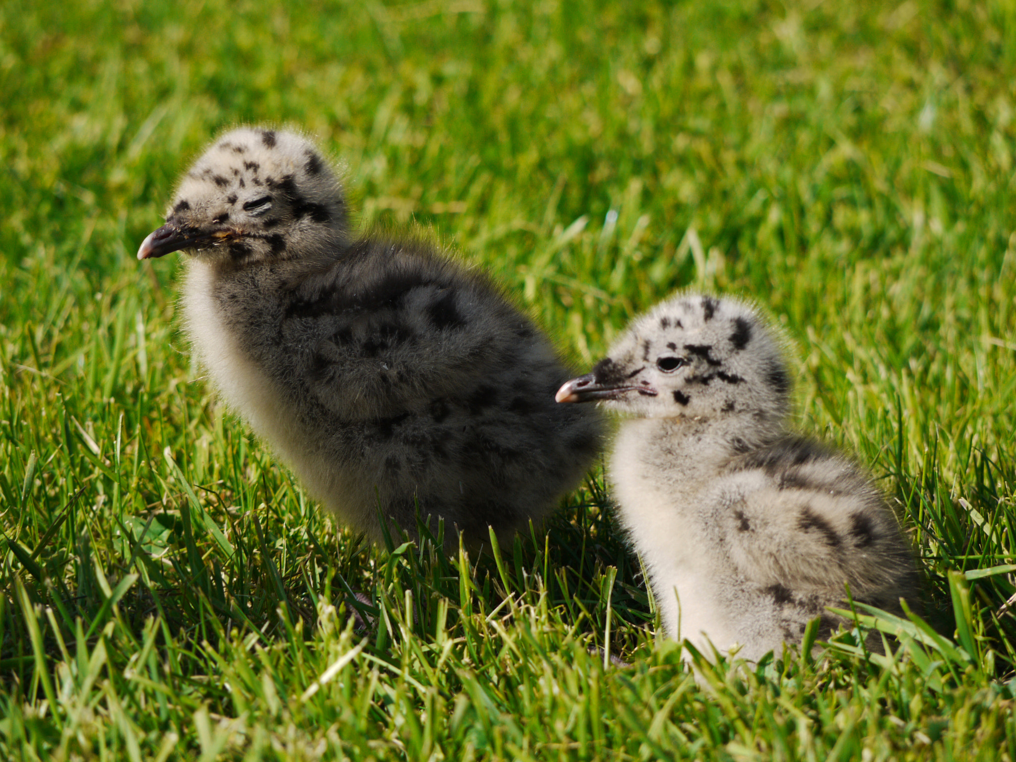 Panasonic Lumix G Vario 45-200mm F4-5.6 OIS sample photo. Two little seagulls photography