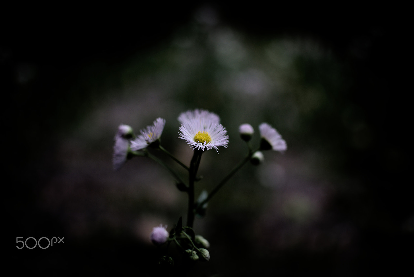 Nikon D40X + Nikon AF-S DX Nikkor 35mm F1.8G sample photo. Flower #14 photography