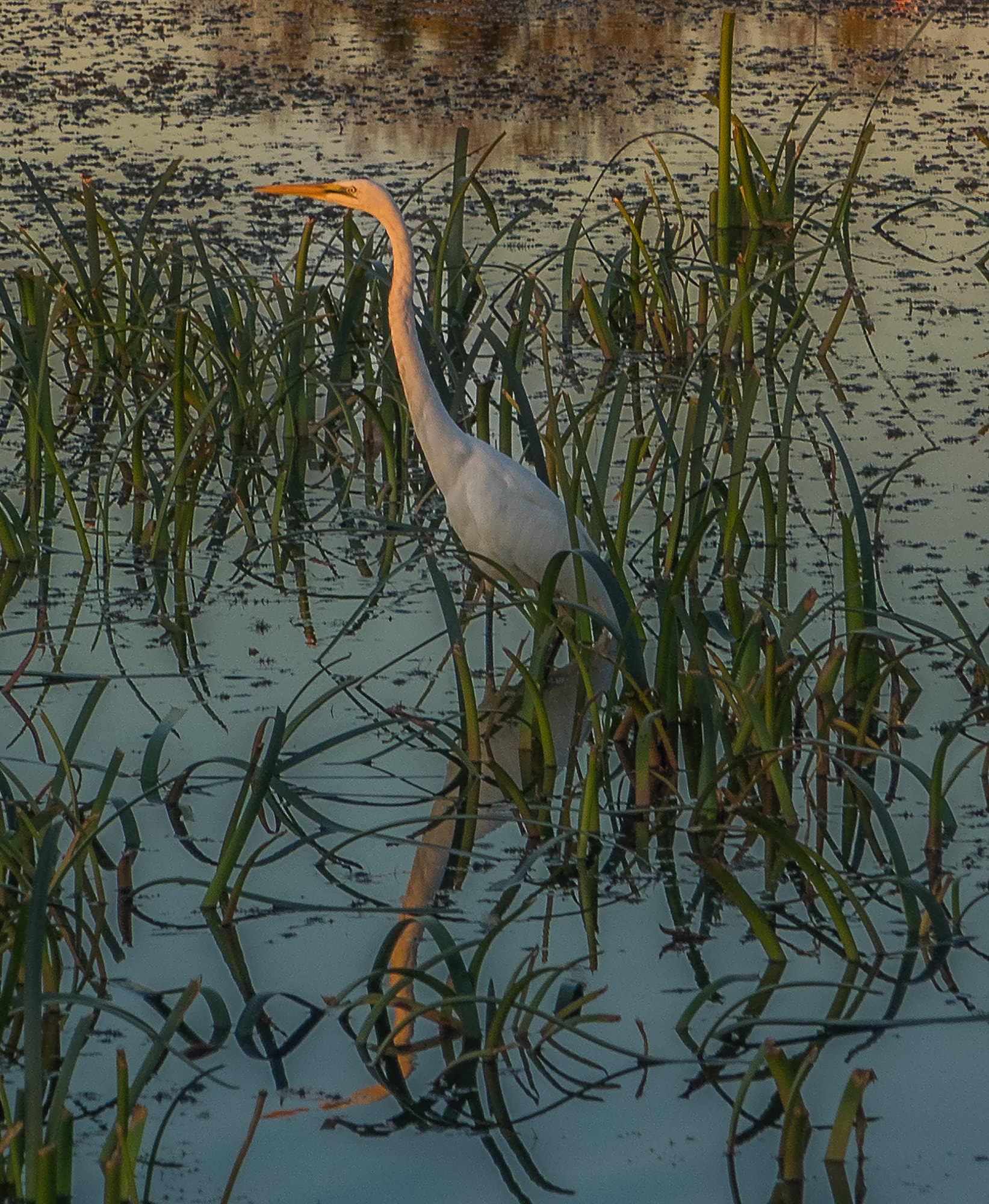 Olympus OM-D E-M1 sample photo. View the setting sun photography