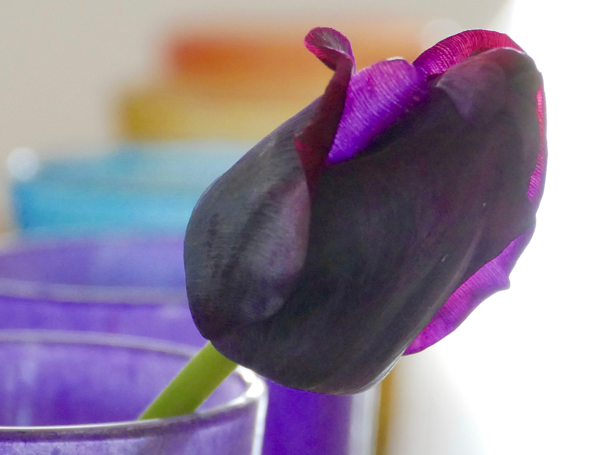 Panasonic DMC-G70 sample photo. Tulipe en pot photography