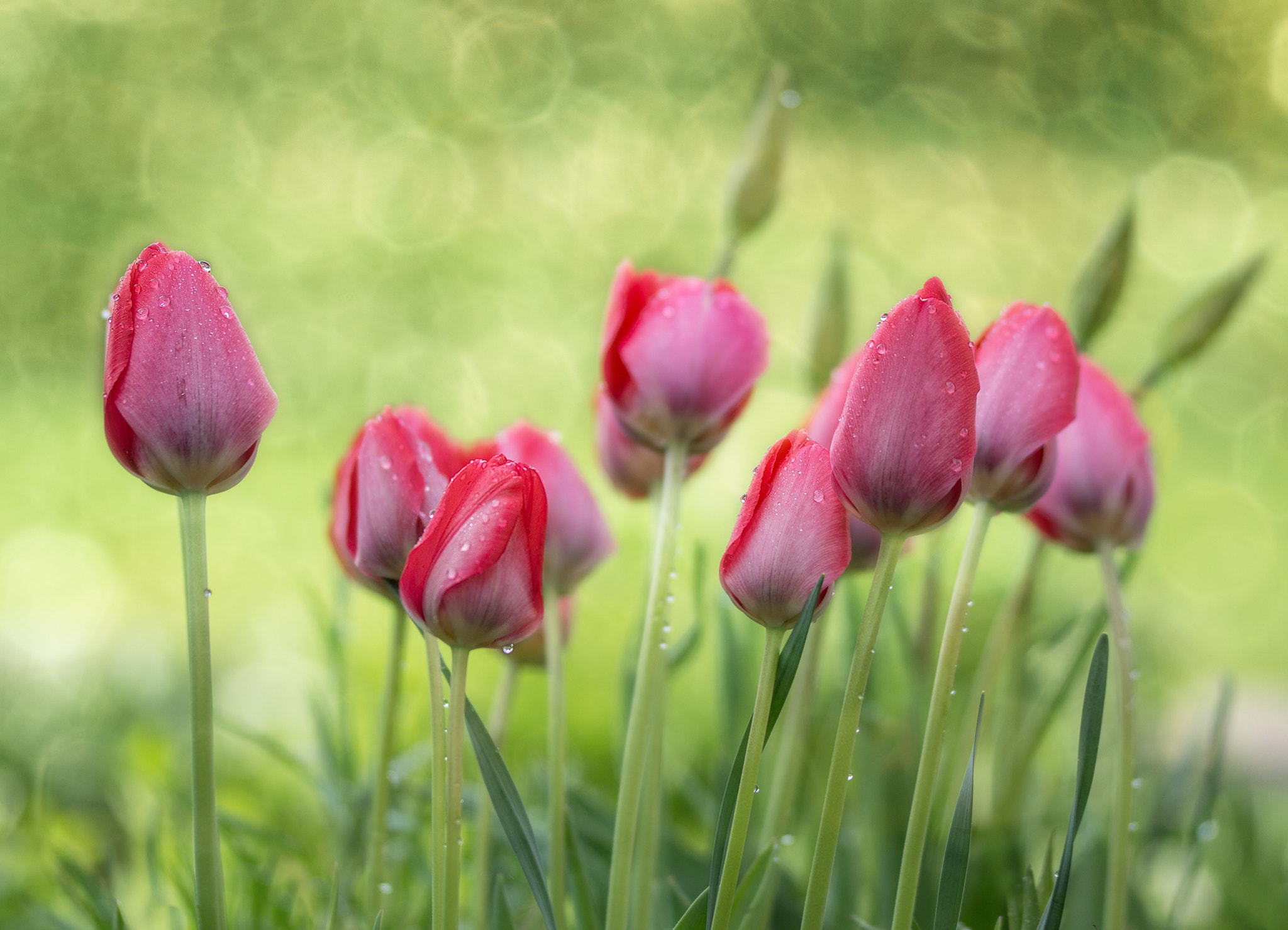 Sony SLT-A77 + 105mm F2.8 sample photo. Apriltulpen photography