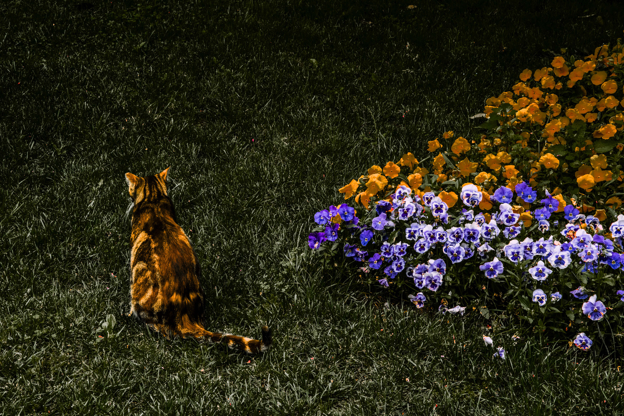 Nikon D810 + Sigma 24-70mm F2.8 EX DG Macro sample photo. Cat staring at an unknown photography