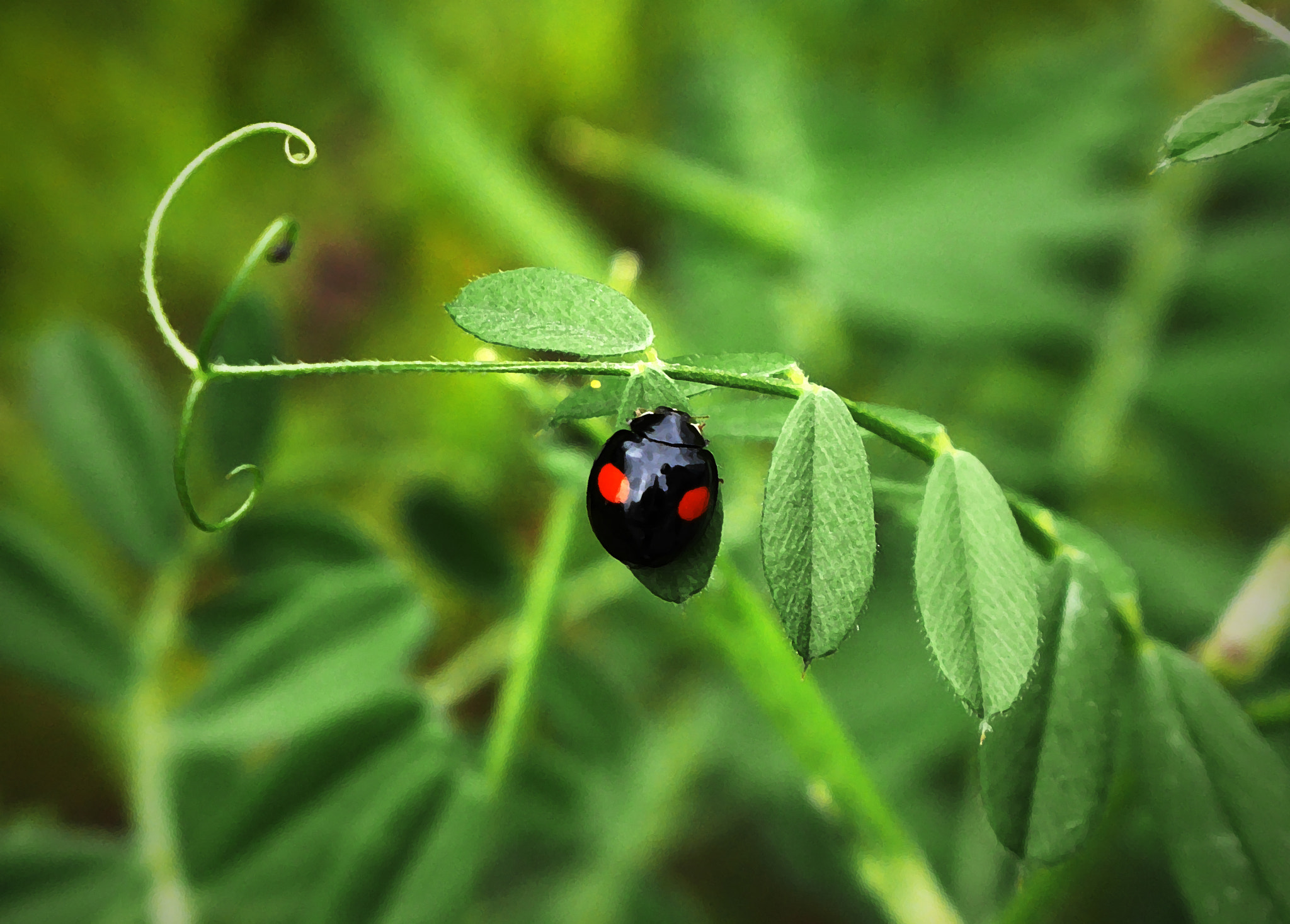 Panasonic DMC-GM1S sample photo. Ladybug photography