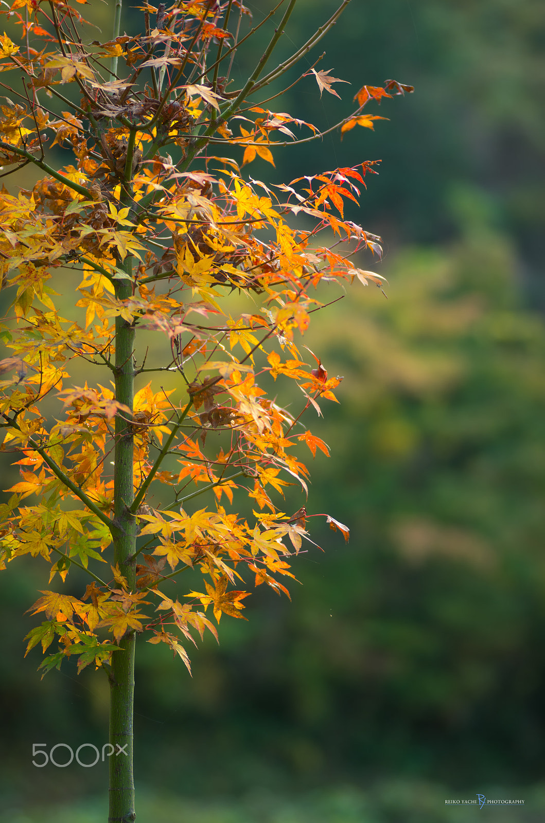 Tamron SP AF 90mm F2.8 Di Macro sample photo. Autumn tree photography