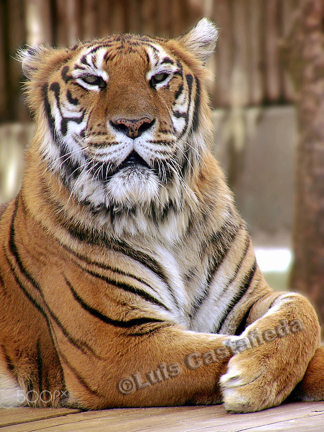 Panasonic DMC-FZ2 sample photo. Tiger (panthera tigris tigris) photography