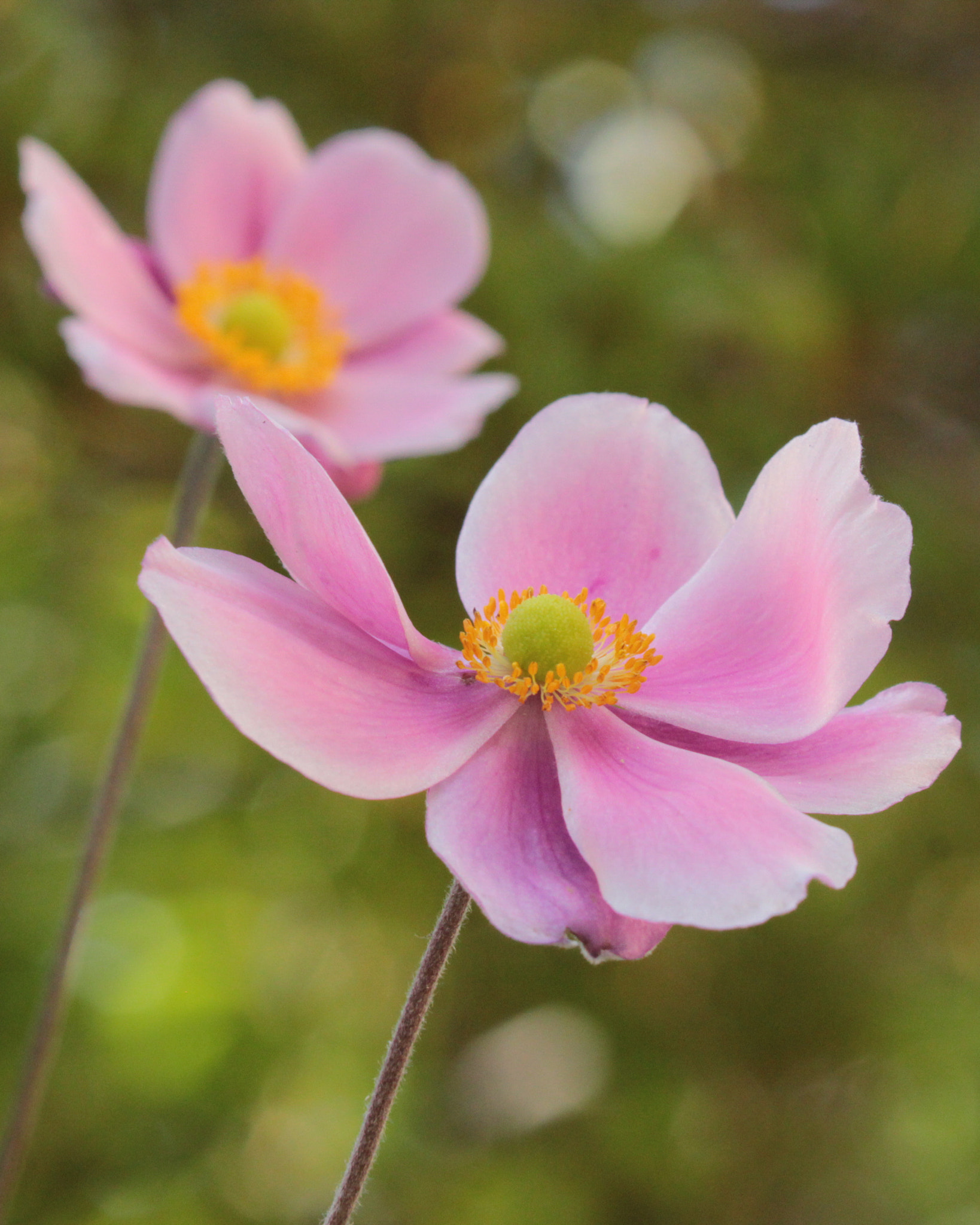 Canon EF 100-400mm F4.5-5.6L IS II USM sample photo. Windflower photography