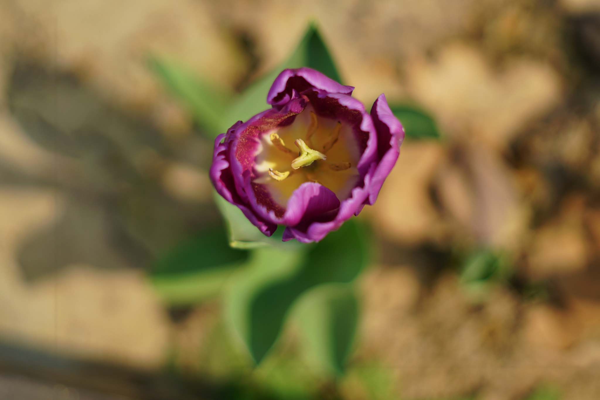 E 50mm F2 sample photo. Flower photography