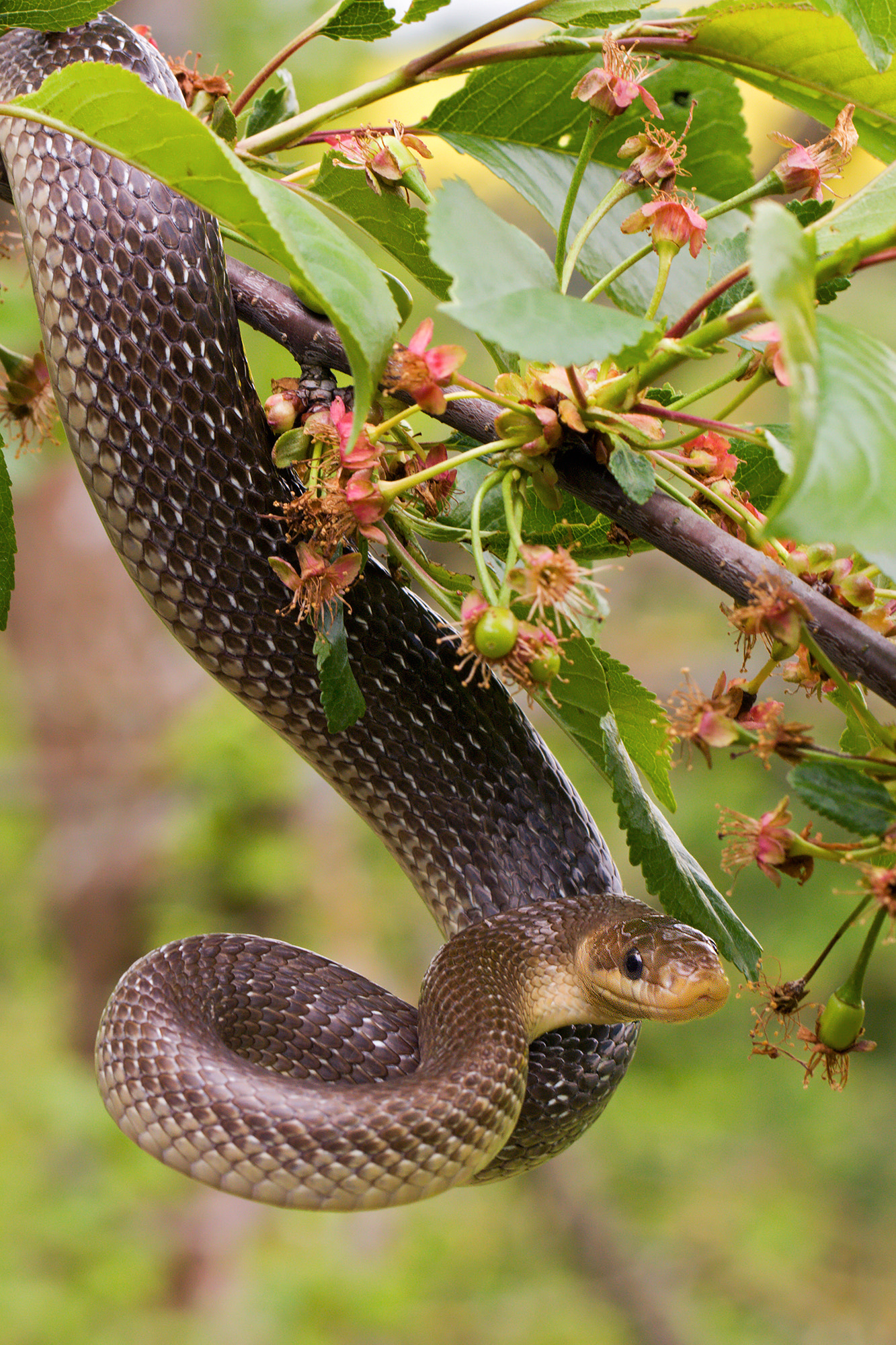 Canon EOS 40D + Canon EF 100mm F2.8L Macro IS USM sample photo. Aesculapian snake photography
