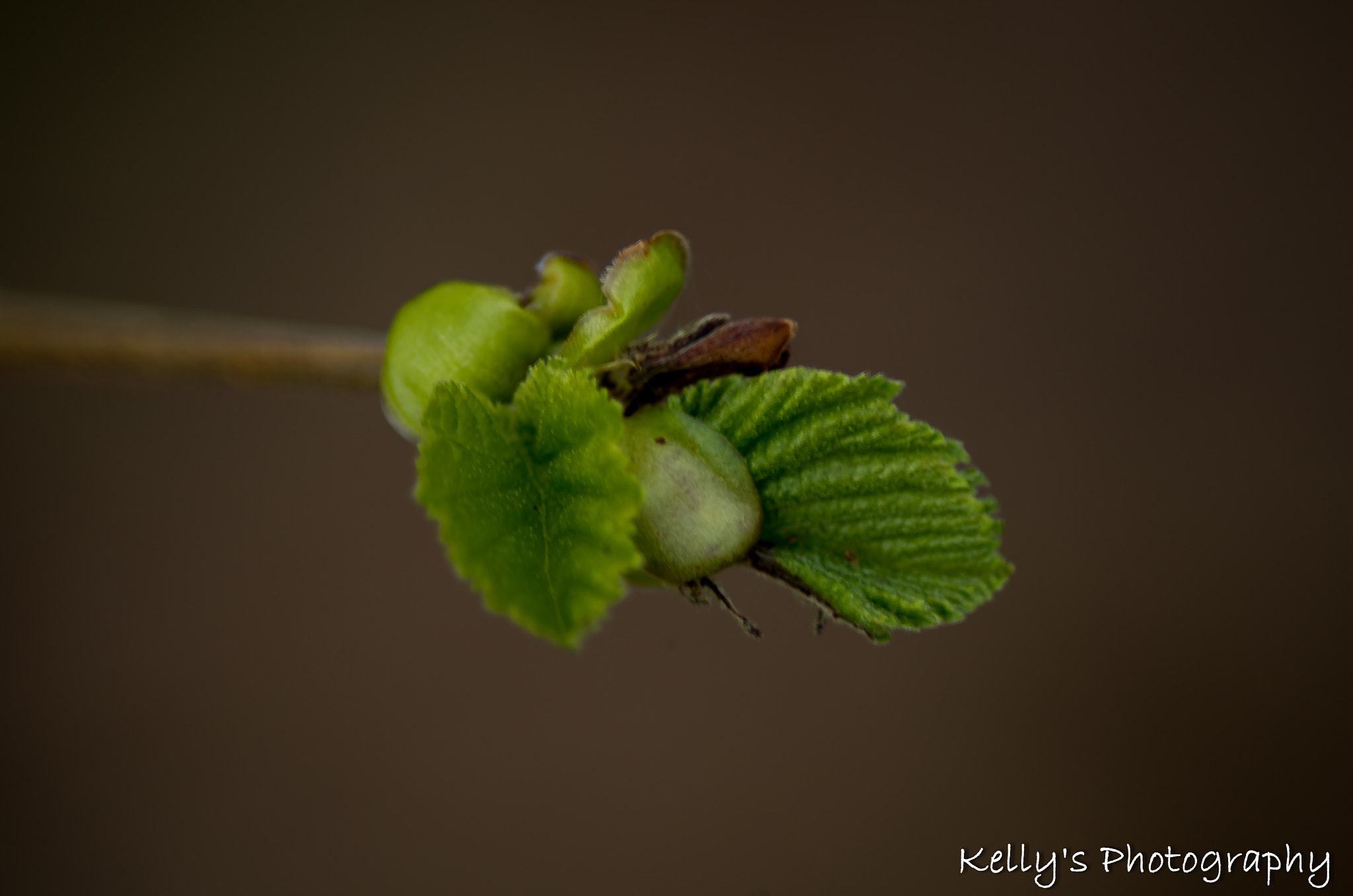 Pentax K-50 sample photo. Plant bud photography