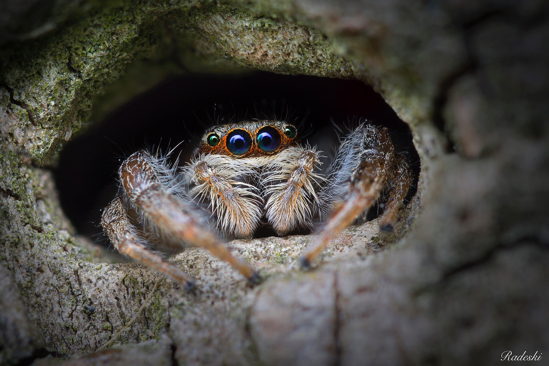 Nikon D800E + Nikon AF Micro-Nikkor 60mm F2.8D sample photo. Un ragno nel buco photography