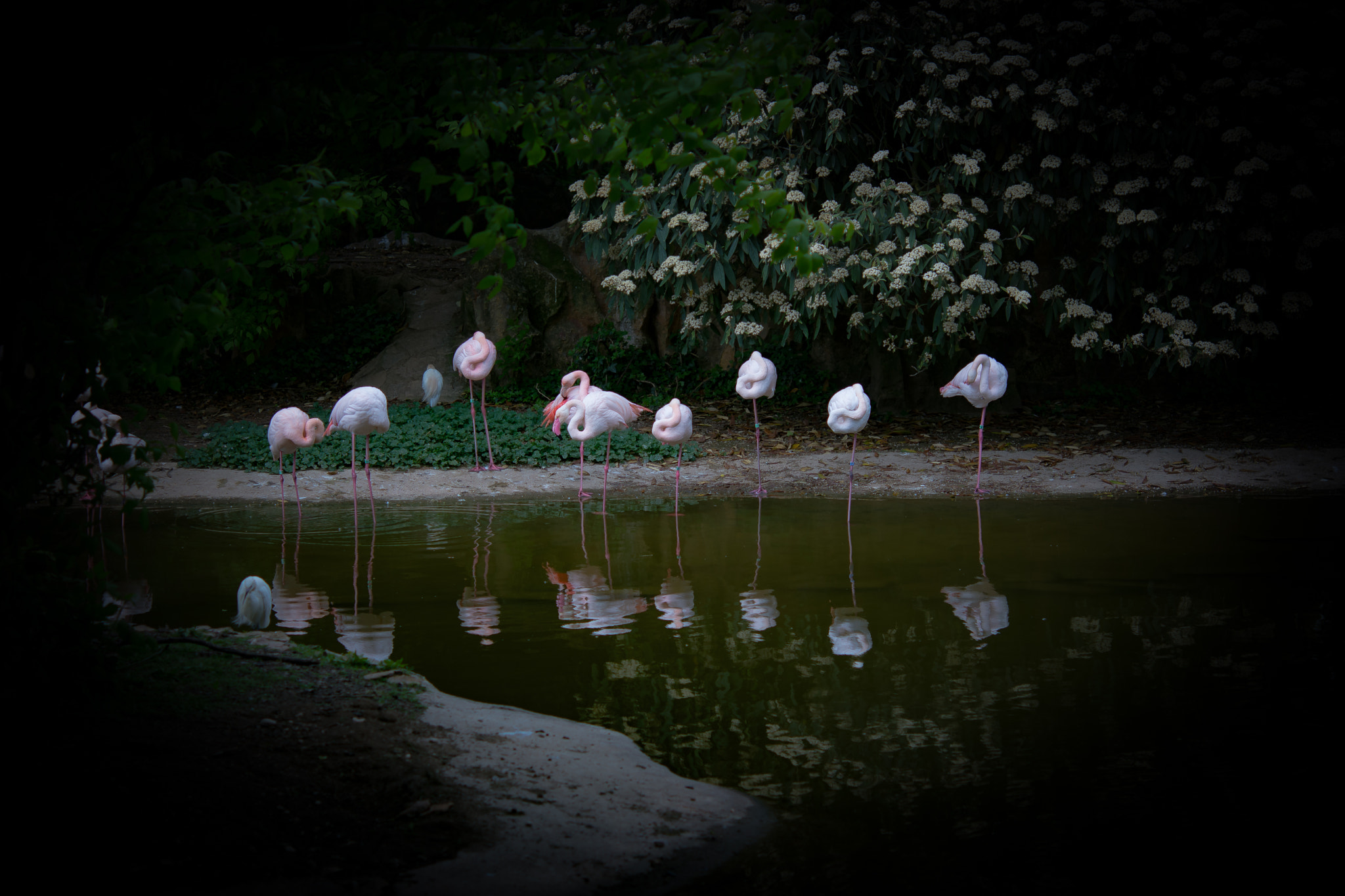 Nikon AF-S Micro-Nikkor 60mm F2.8G ED sample photo. Flamant rose photography