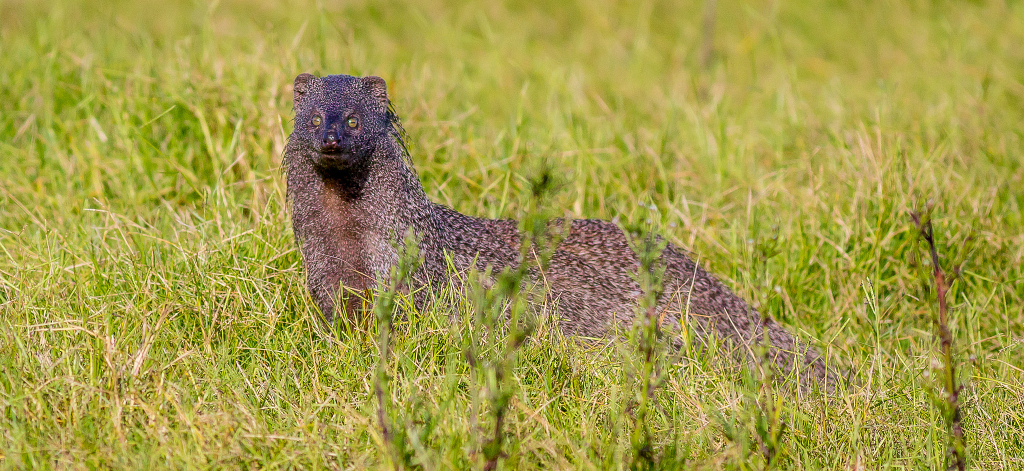 Canon EOS 1200D (EOS Rebel T5 / EOS Kiss X70 / EOS Hi) + Canon EF 400mm F5.6L USM sample photo. Great grey mongoose photography