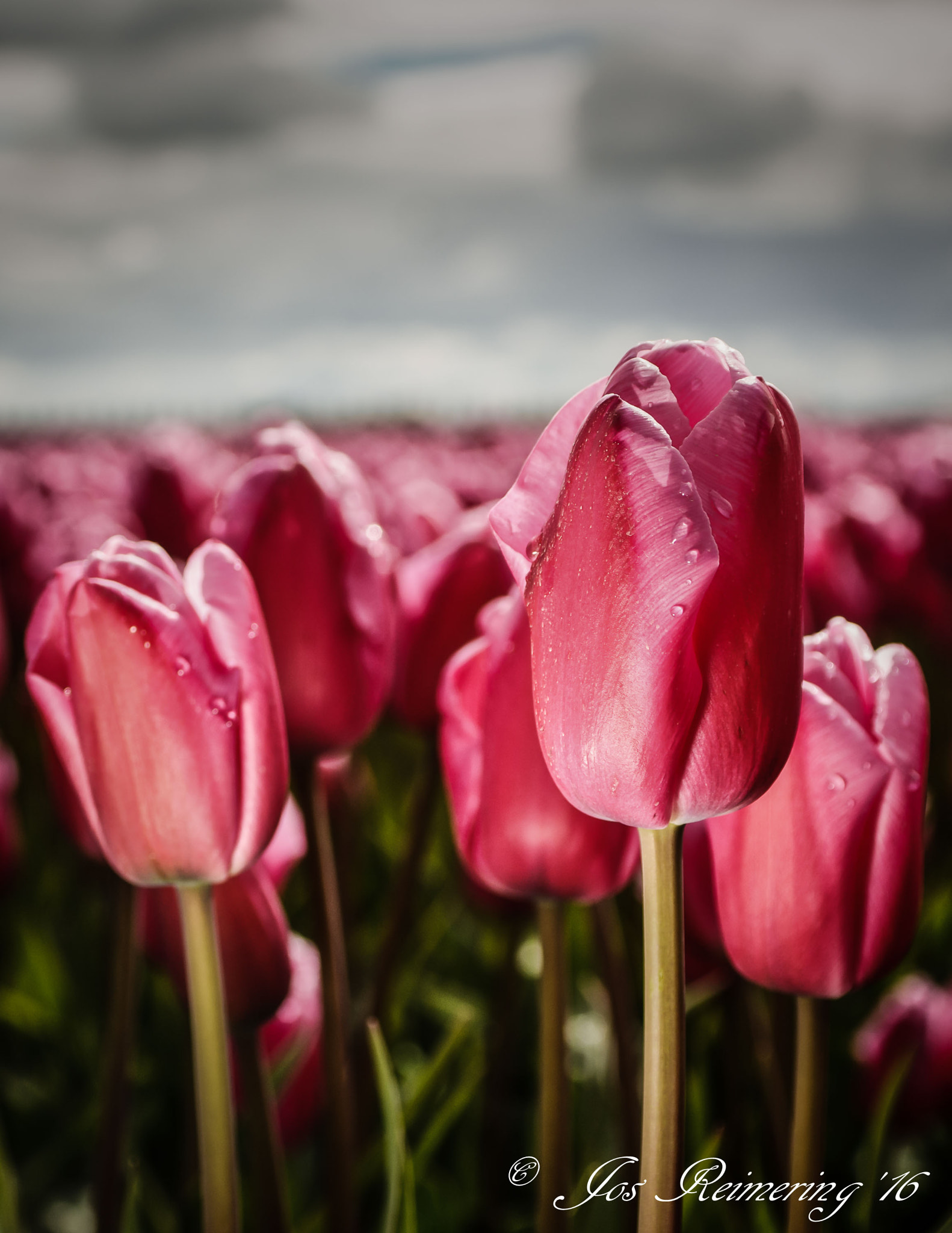 Nikon D7100 + Sigma 24-70mm F2.8 EX DG Macro sample photo. Pink tulips photography