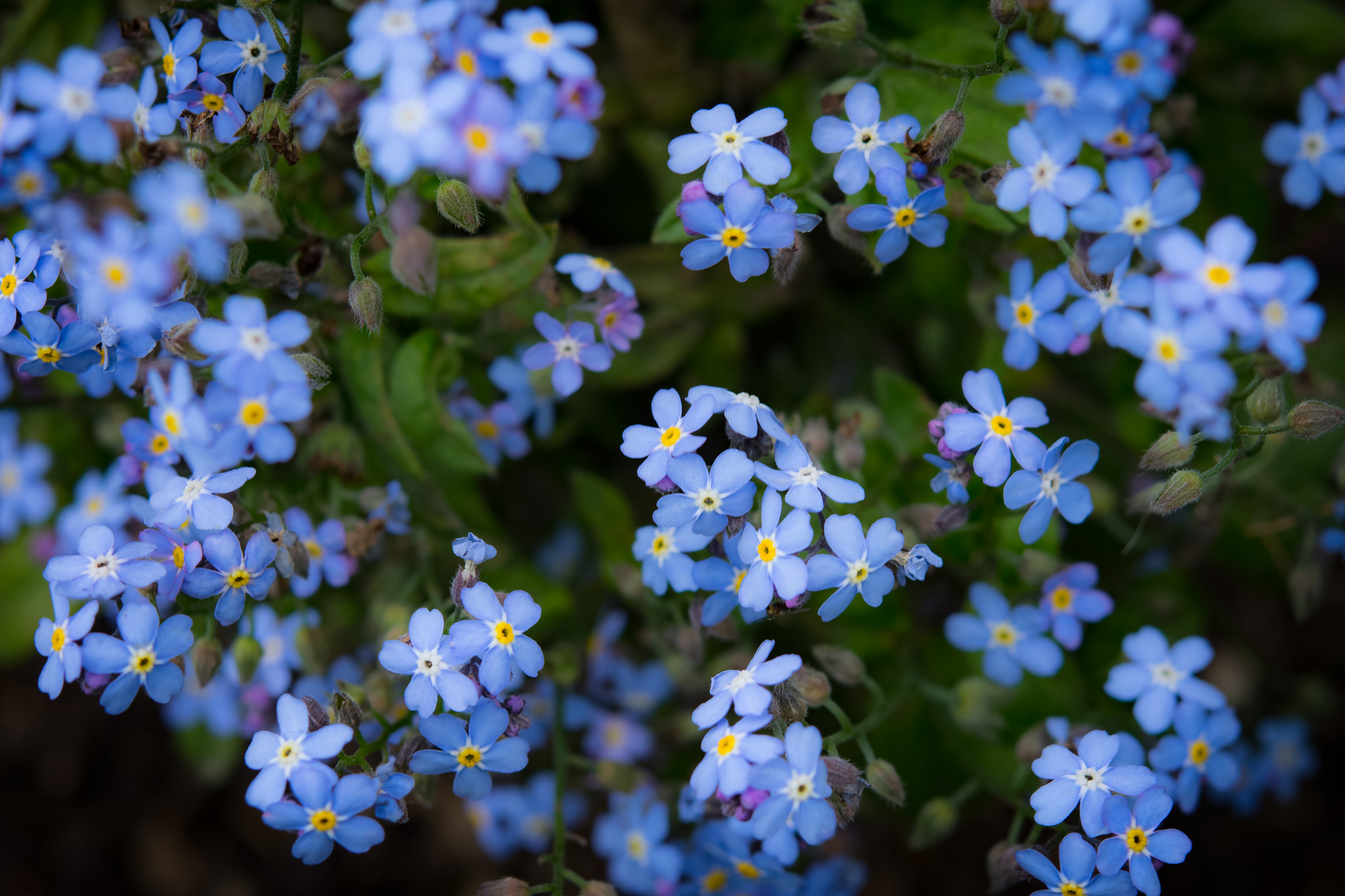 Nikon AF-S Micro-Nikkor 60mm F2.8G ED sample photo. Flowers violettes photography