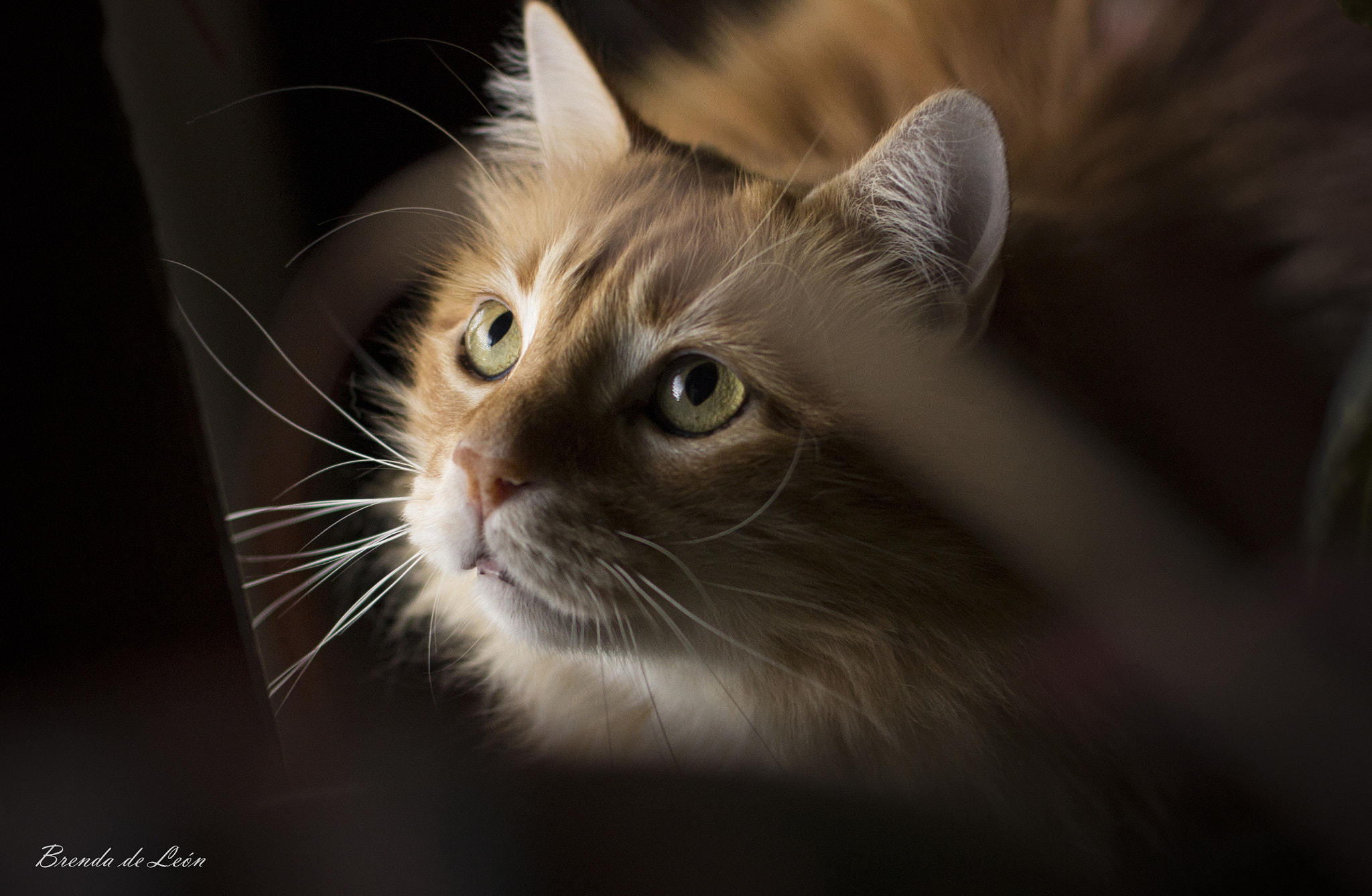 Canon EOS 600D (Rebel EOS T3i / EOS Kiss X5) + Canon EF 50mm F1.4 USM sample photo. Mirada... photography