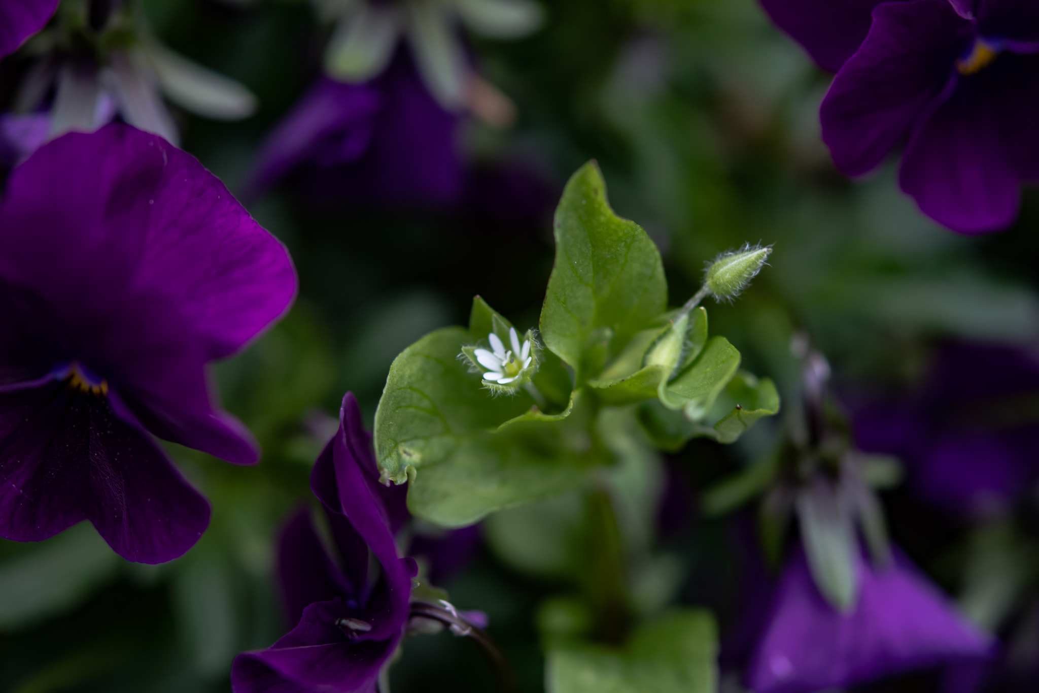 Nikon AF-S Micro-Nikkor 60mm F2.8G ED sample photo. Macro flowers parc tête d or lyon photography