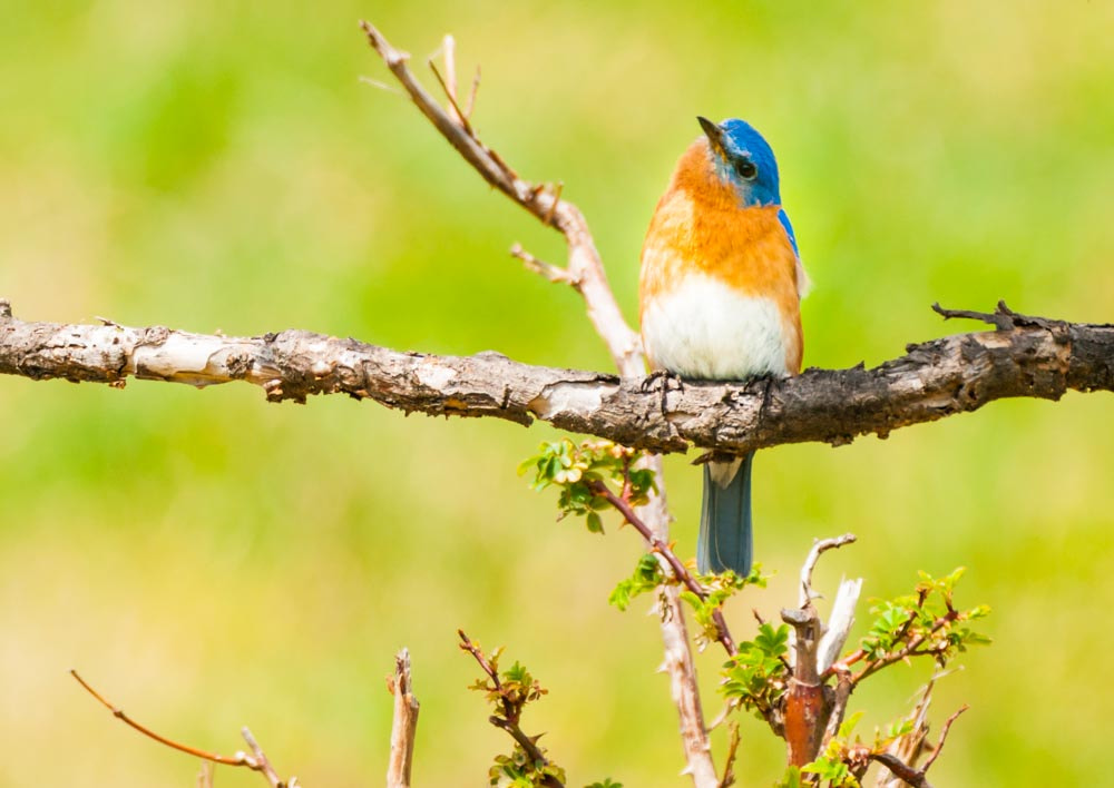 Sigma 150-600mm F5-6.3 DG OS HSM | C sample photo. Blue on green photography