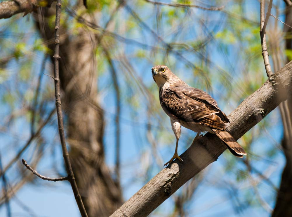 Sigma 150-600mm F5-6.3 DG OS HSM | C sample photo. Cooper's hawk photography