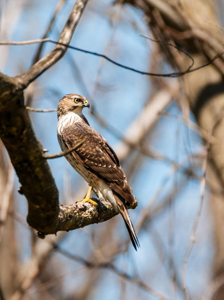 Sigma 150-600mm F5-6.3 DG OS HSM | C sample photo. The cooper's hawk photography