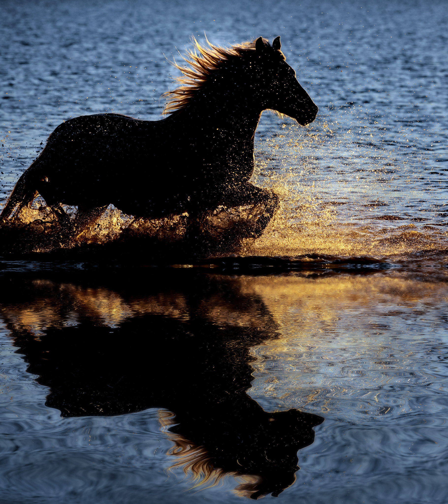 Canon EF 100-400mm F4.5-5.6L IS II USM sample photo. Evening run.... photography
