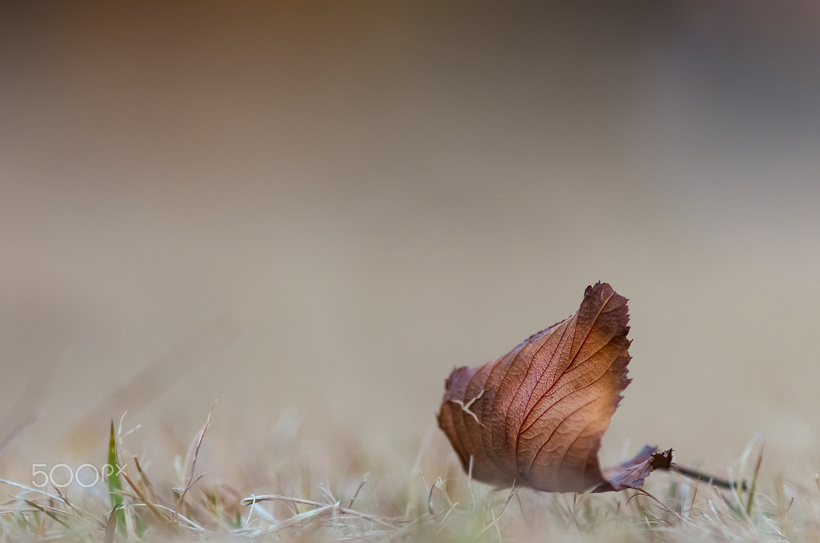 Pentax smc DA* 200mm F2.8 ED (IF) SDM sample photo. Fallen photography