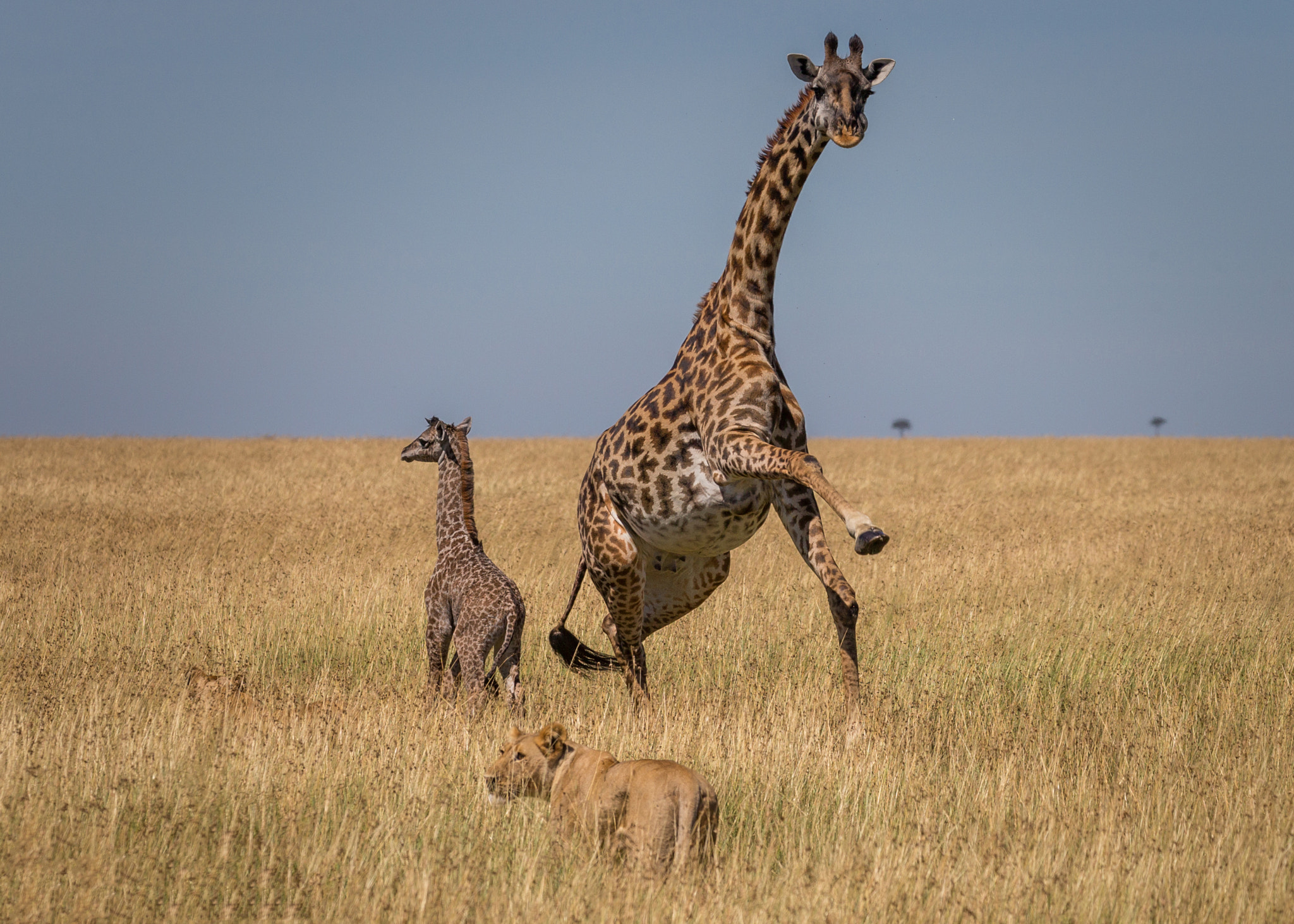 Canon EF 100-400mm F4.5-5.6L IS II USM sample photo. Defense giraffe photography