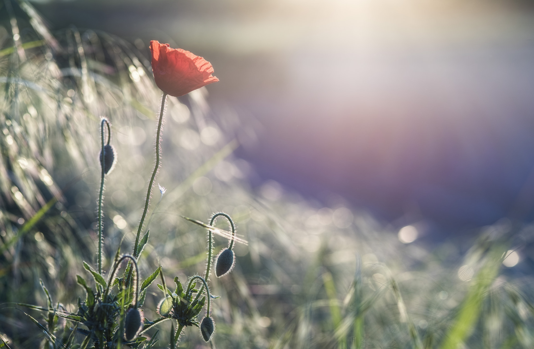 ZEISS Makro-Planar T* 100mm F2 sample photo. Morning comes photography