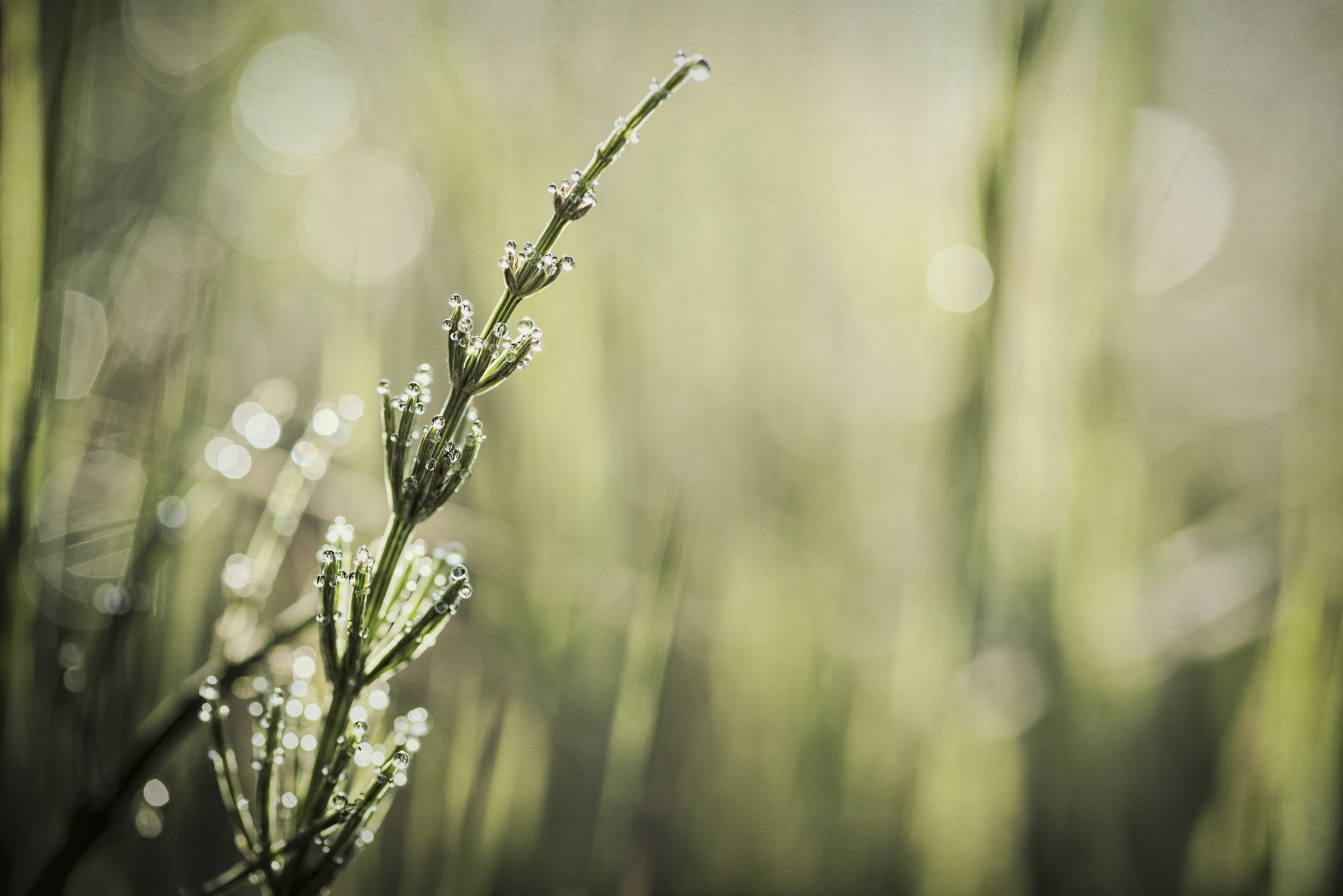 ZEISS Makro-Planar T* 100mm F2 sample photo. Fallen tears photography