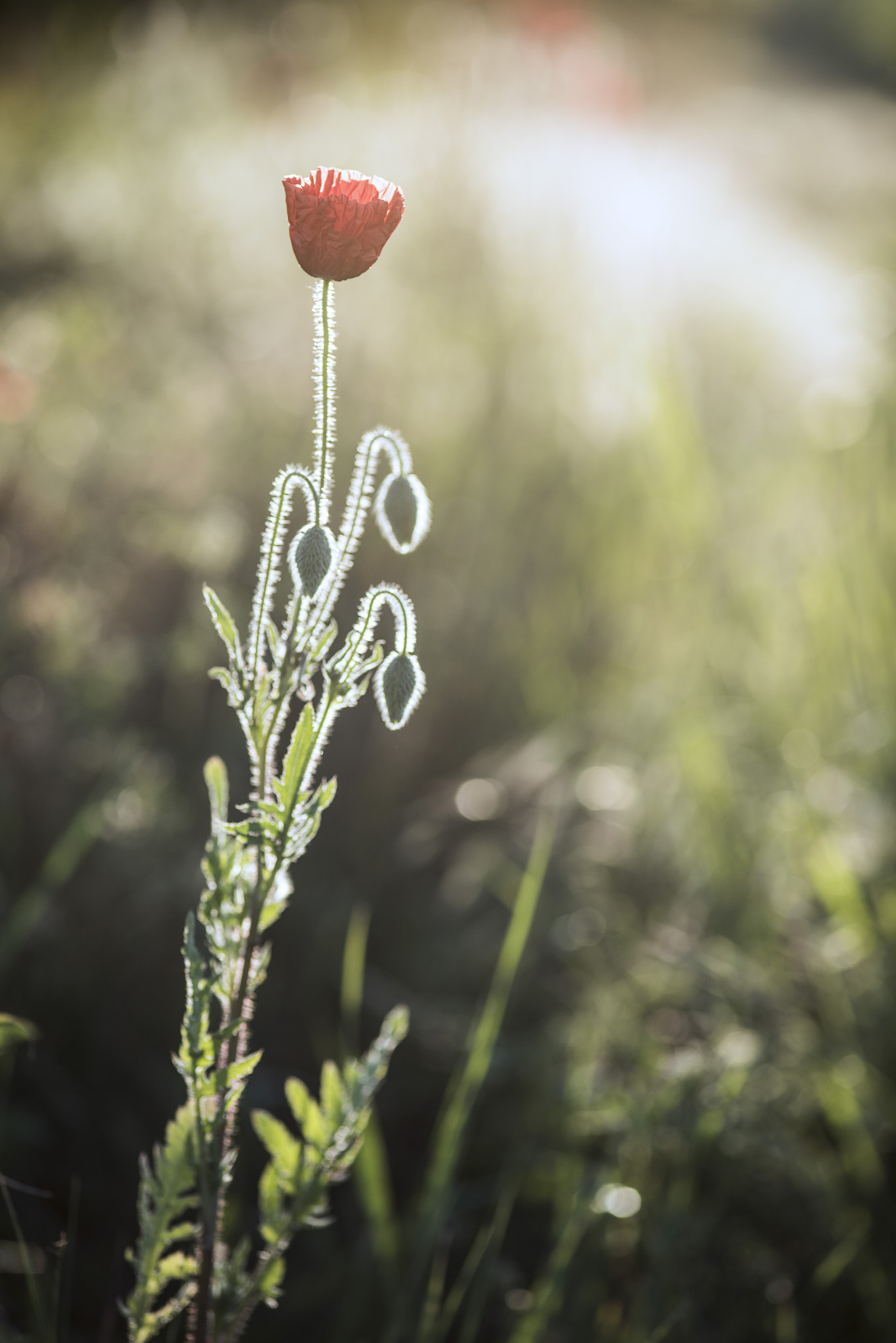 ZEISS Makro-Planar T* 100mm F2 sample photo. I'll withstand this day photography