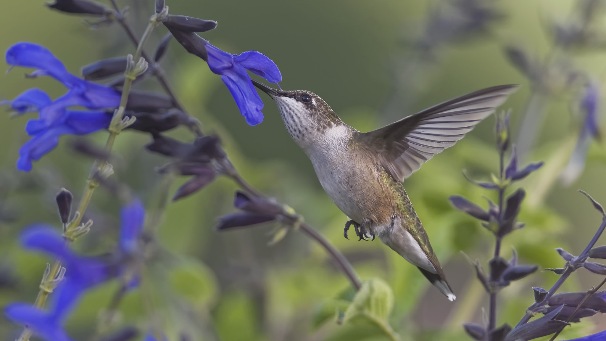 Nikon D7100 + AF Nikkor 24mm f/2.8 sample photo. Lots of nectar photography