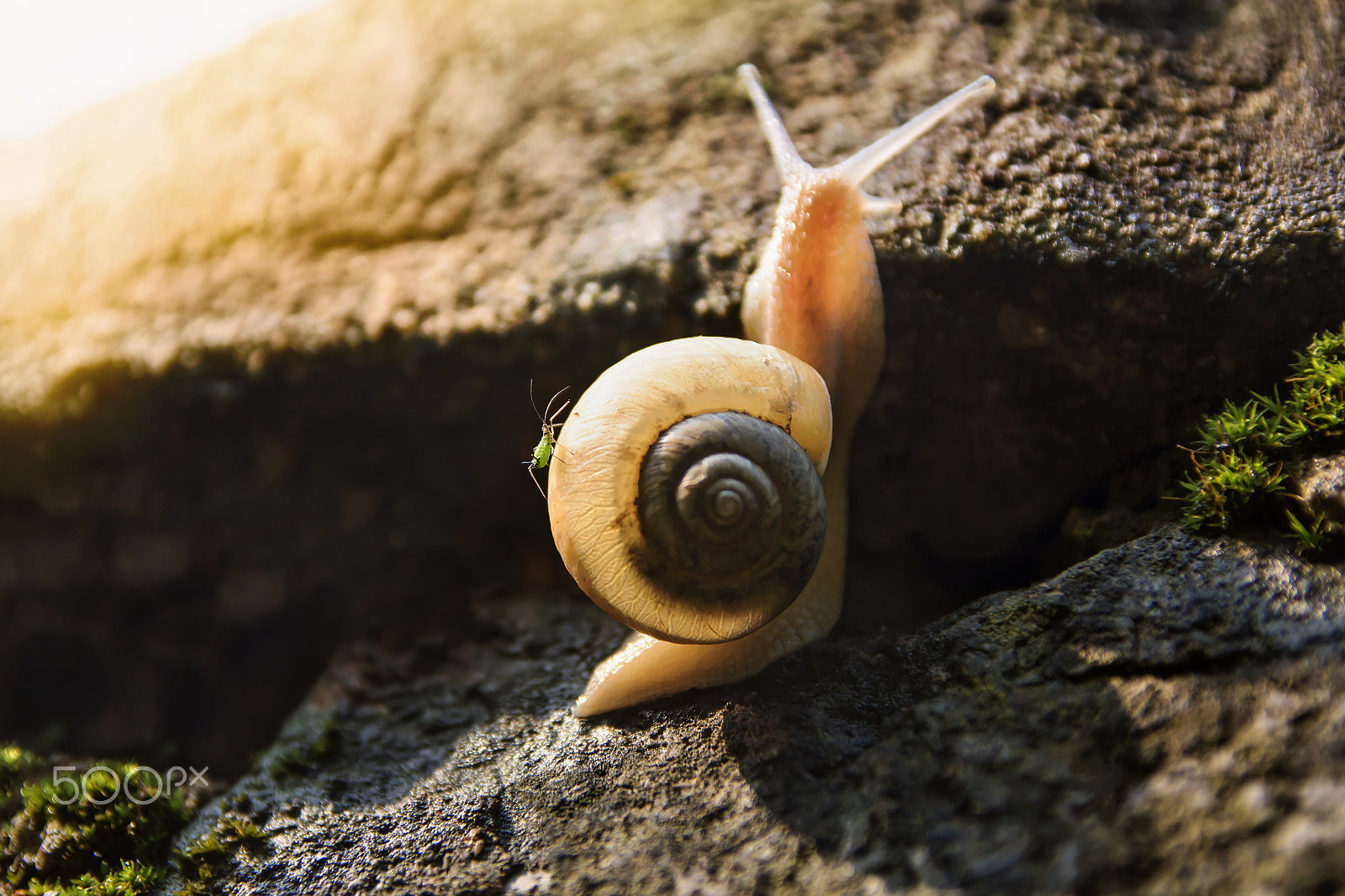 Sigma 17-70mm F2.8-4 DC Macro OS HSM sample photo. Snail photography