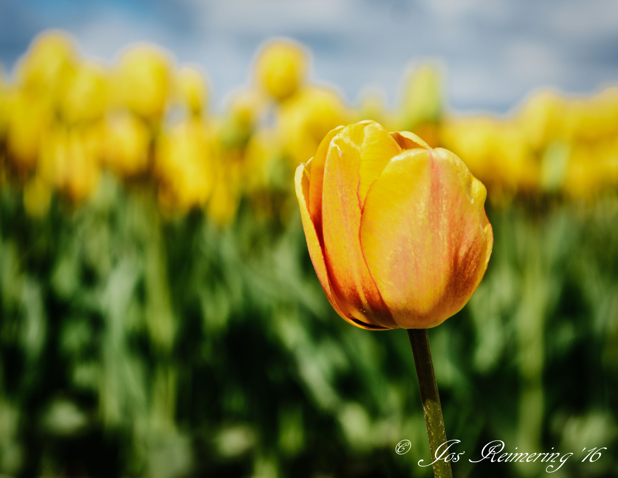 Nikon D7100 + Sigma 24-70mm F2.8 EX DG Macro sample photo. Yellow tulips photography