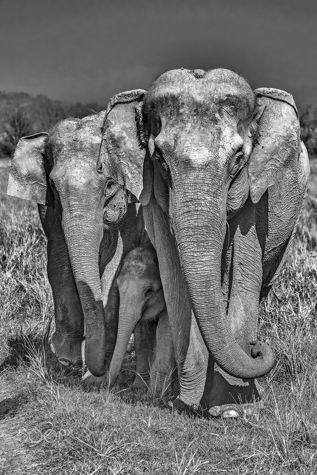 Nikon D800E + Sigma 50-500mm F4.5-6.3 DG OS HSM sample photo. Indian elephant.jpg photography