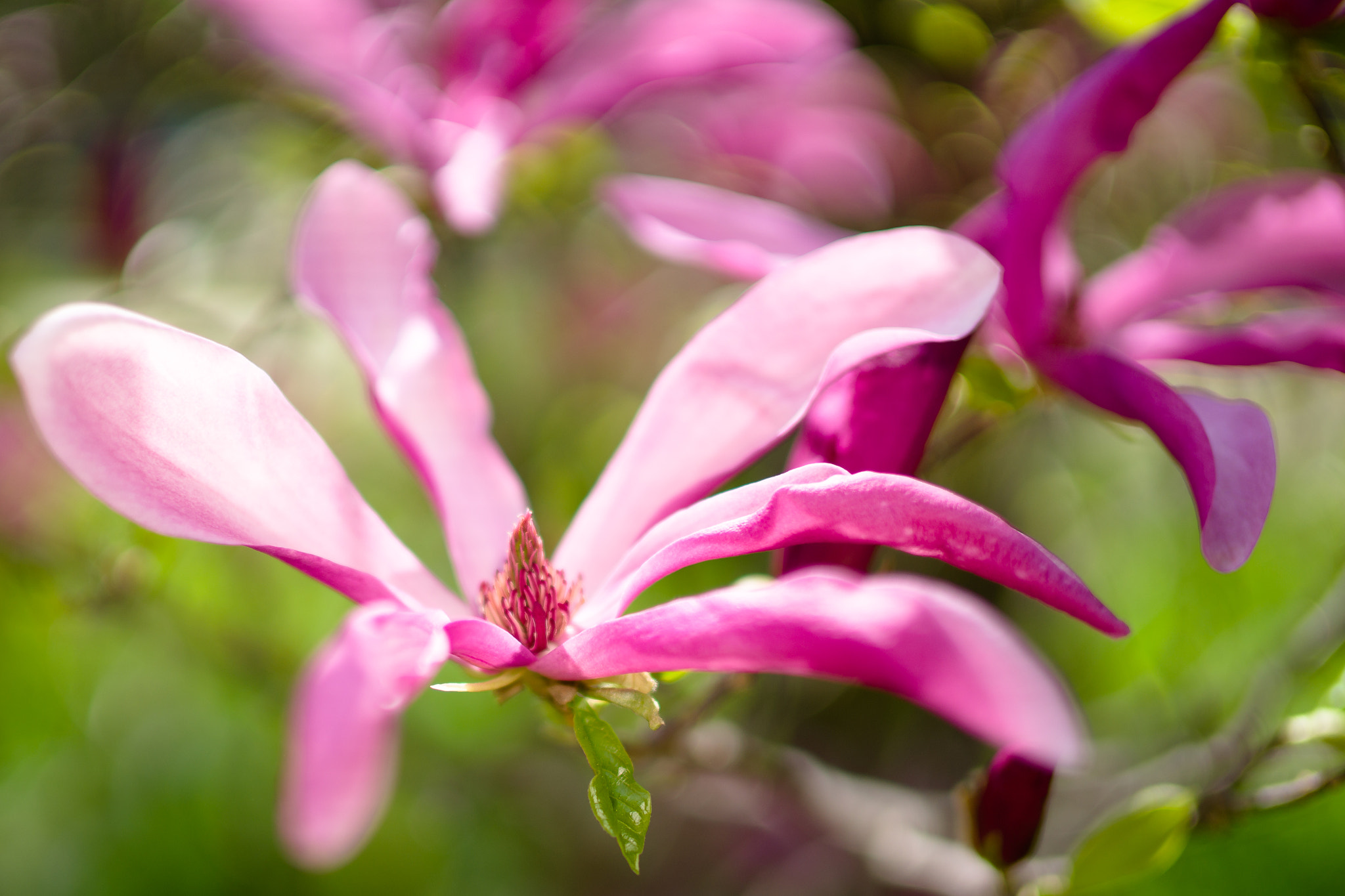Sony Planar T* 50mm F1.4 ZA SSM sample photo. Магнолия photography