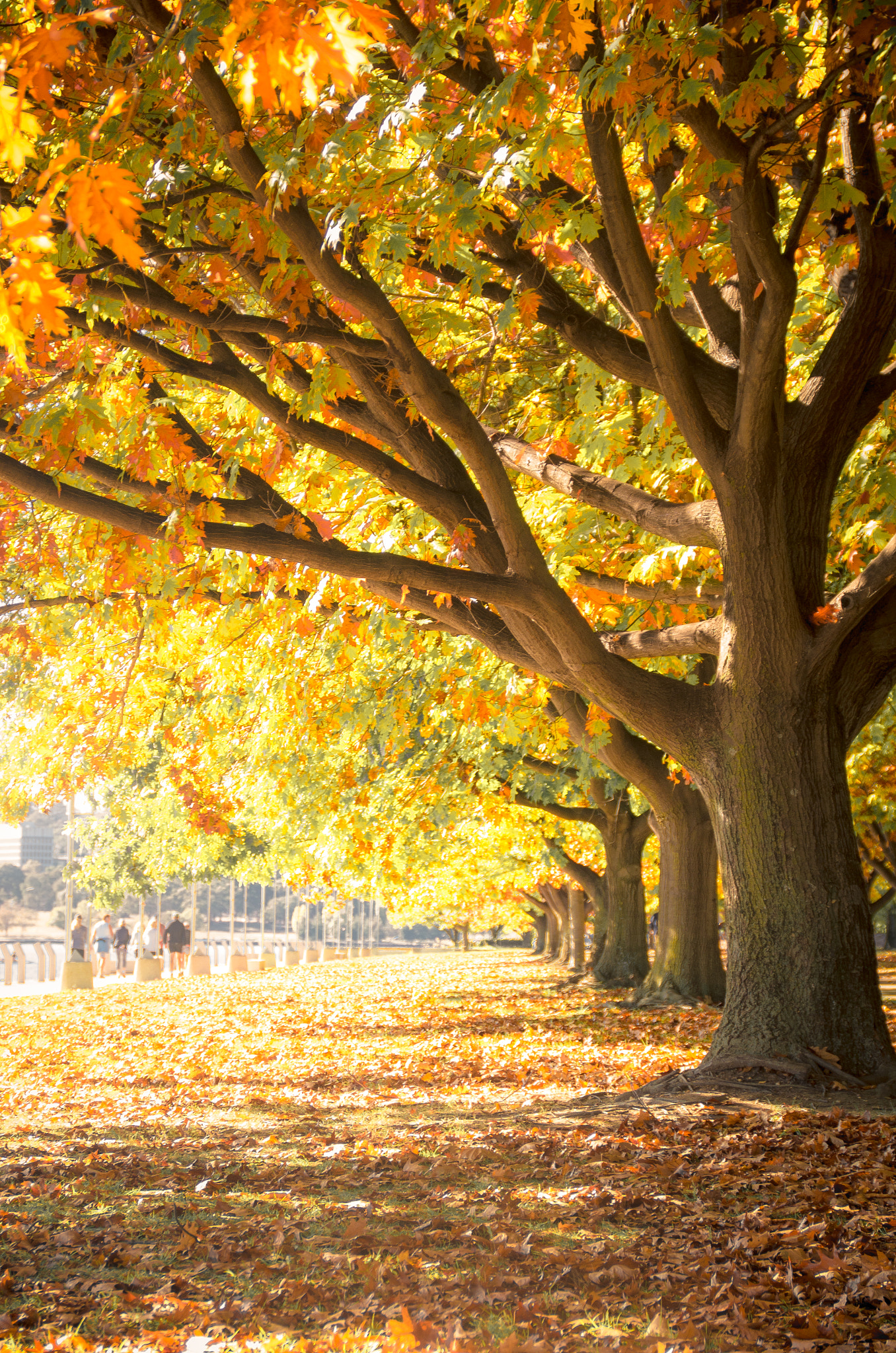 Pentax K-30 + Sigma 18-200mm F3.5-6.3 II DC OS HSM sample photo. Canberra autumn photography