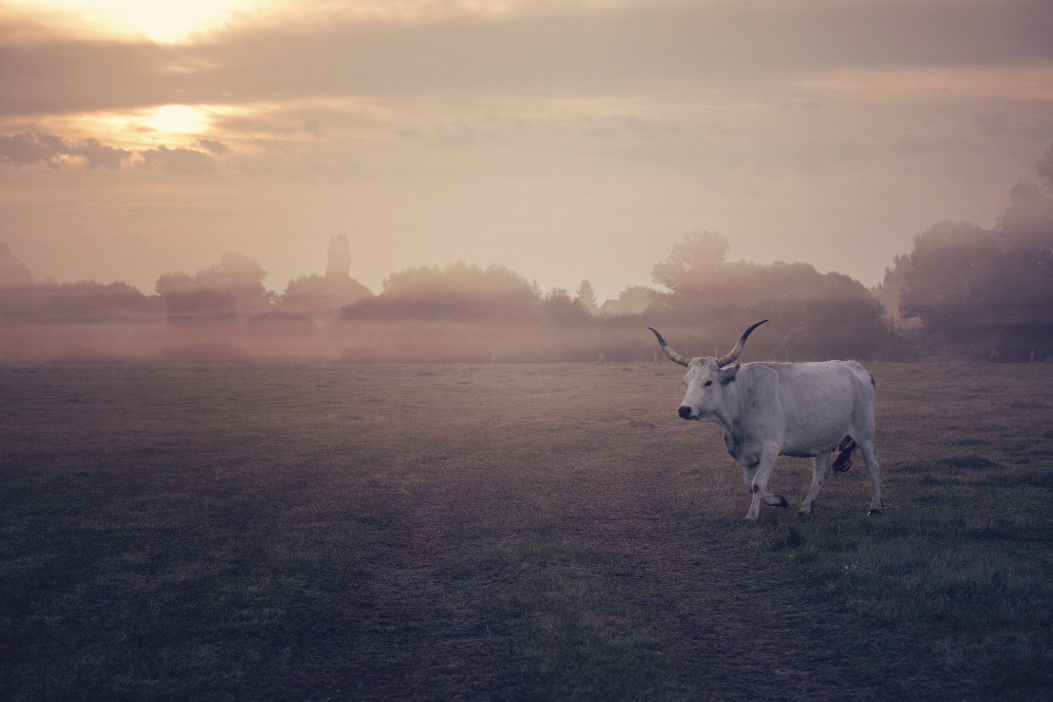 Tamron SP 35mm F1.8 Di VC USD sample photo. Grey cow photography