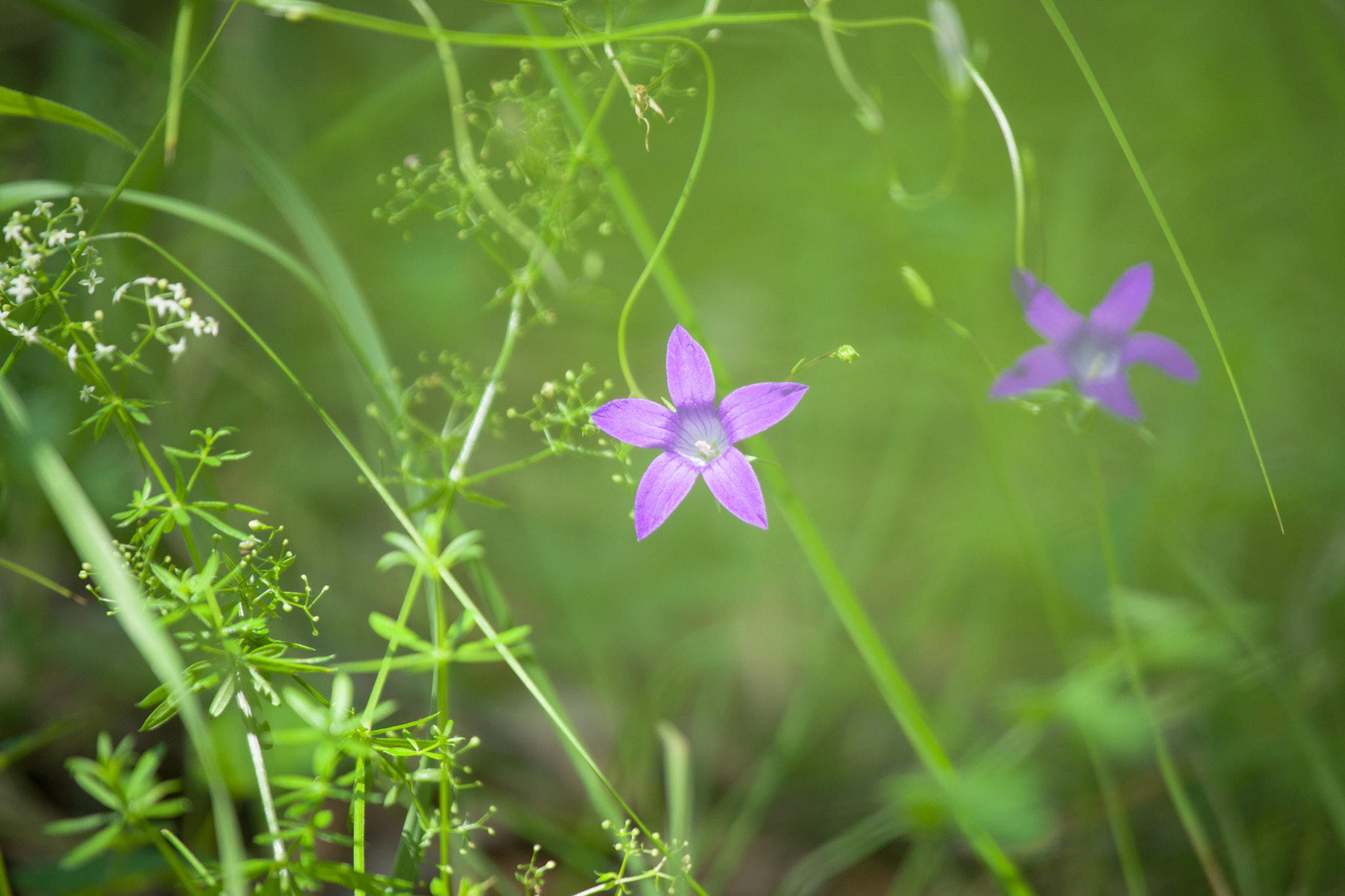 Sony 70-300mm F4.5-5.6 G SSM sample photo. Лесные цветы photography