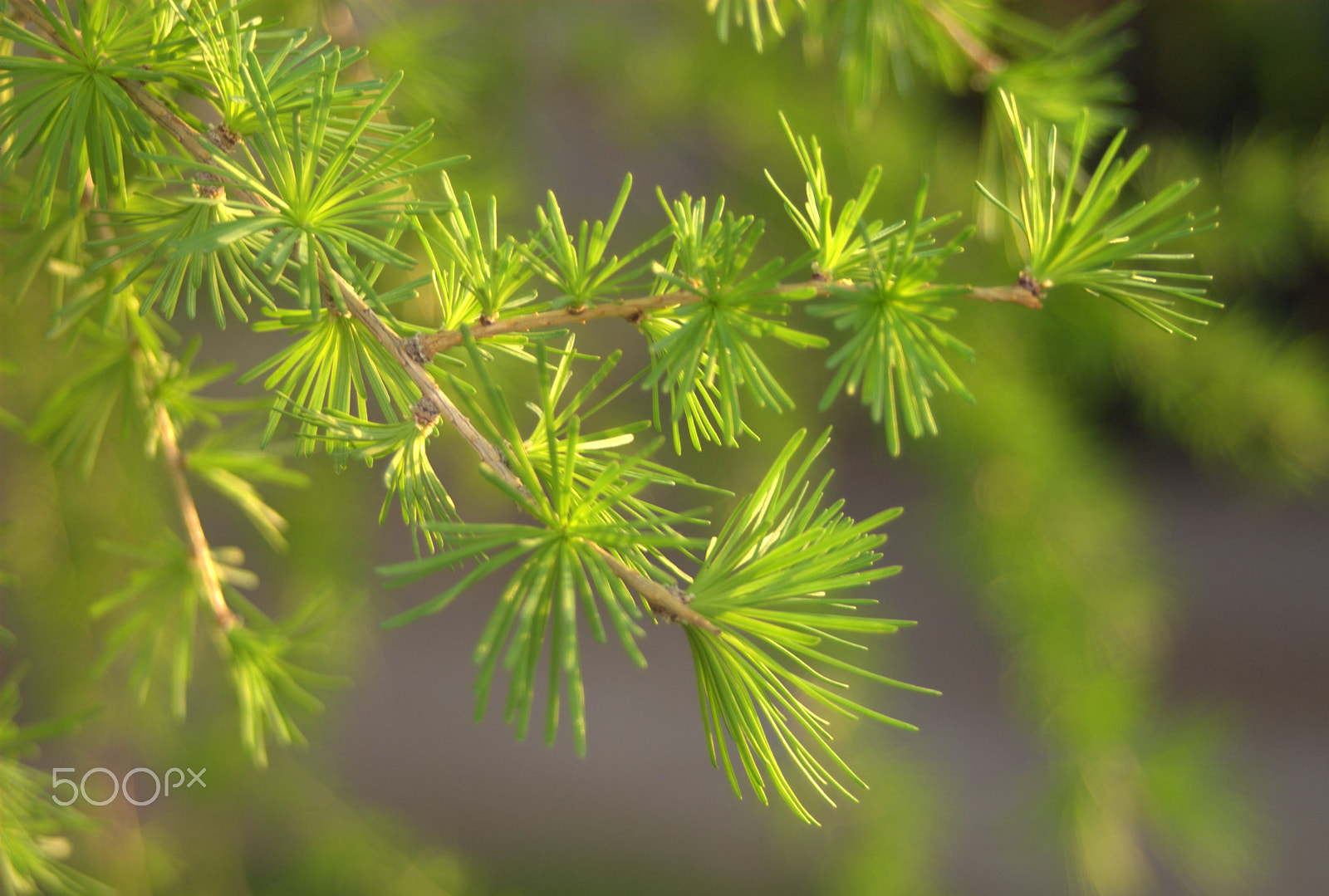 Sigma 28-90mm F3.5-5.6 Macro sample photo. Larch larix photography