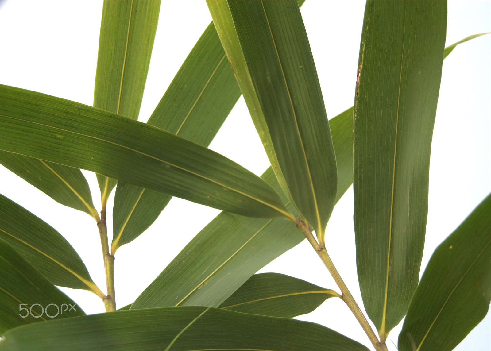 Sigma 28-90mm F3.5-5.6 Macro sample photo. Bamboo foliage, pseudosasa japonica photography