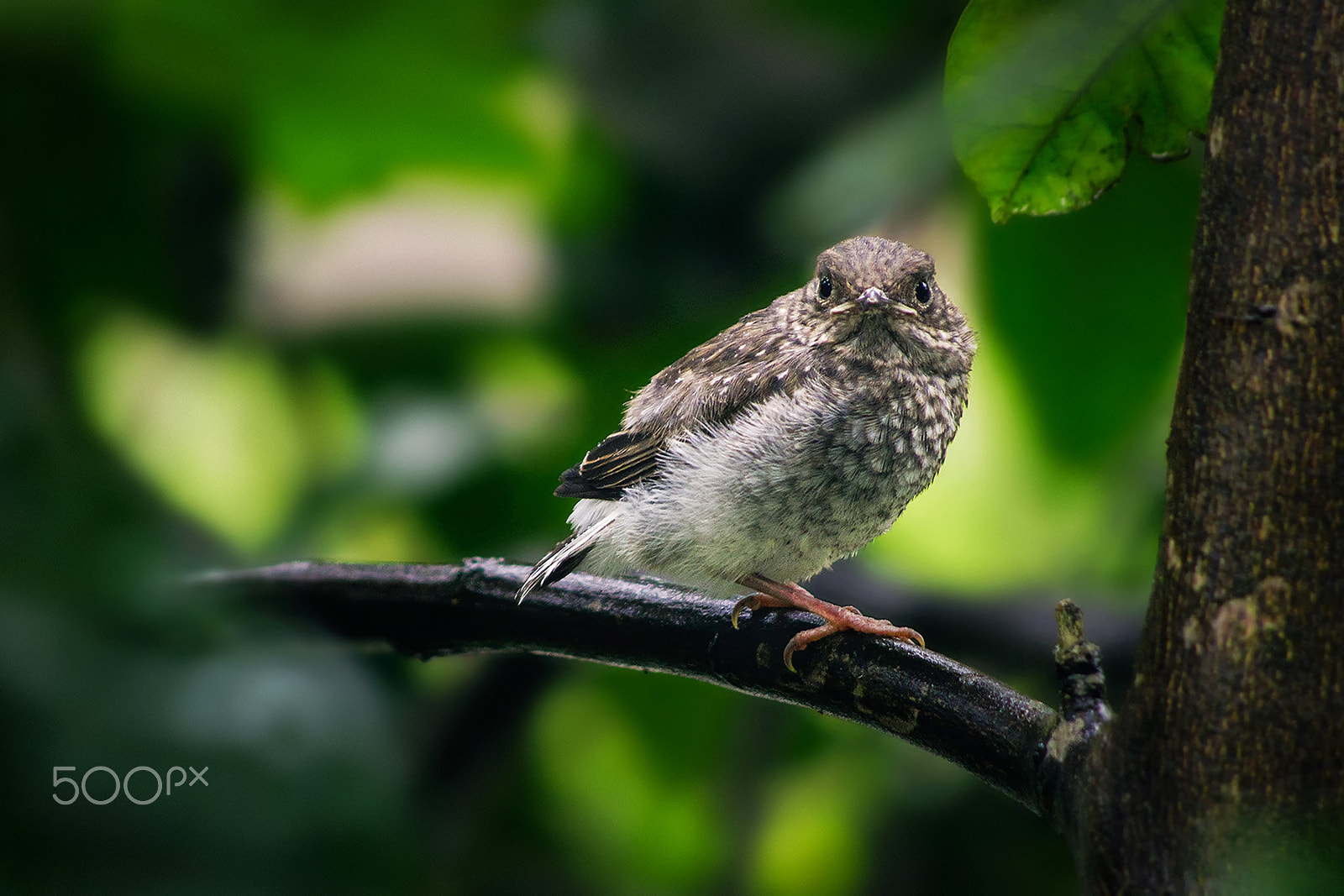 smc PENTAX-DA L 55-300mm F4-5.8 ED sample photo. Why look at me? photography