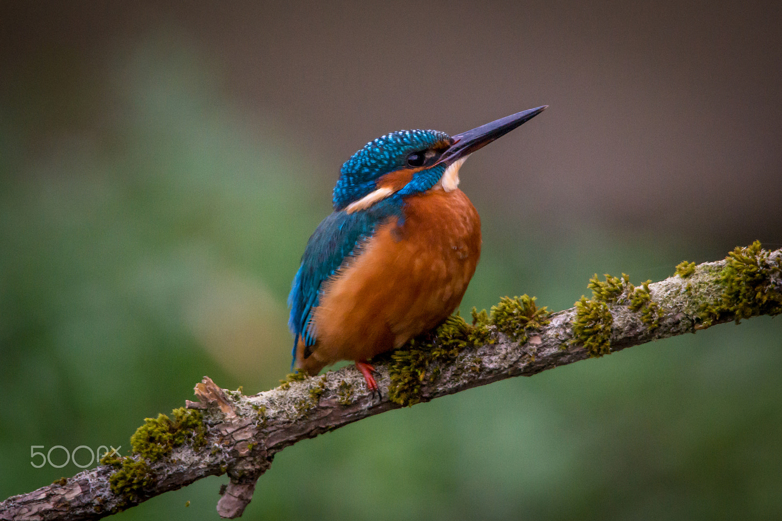 Sigma 150-500mm F5-6.3 DG OS HSM sample photo. Kingfisher photography