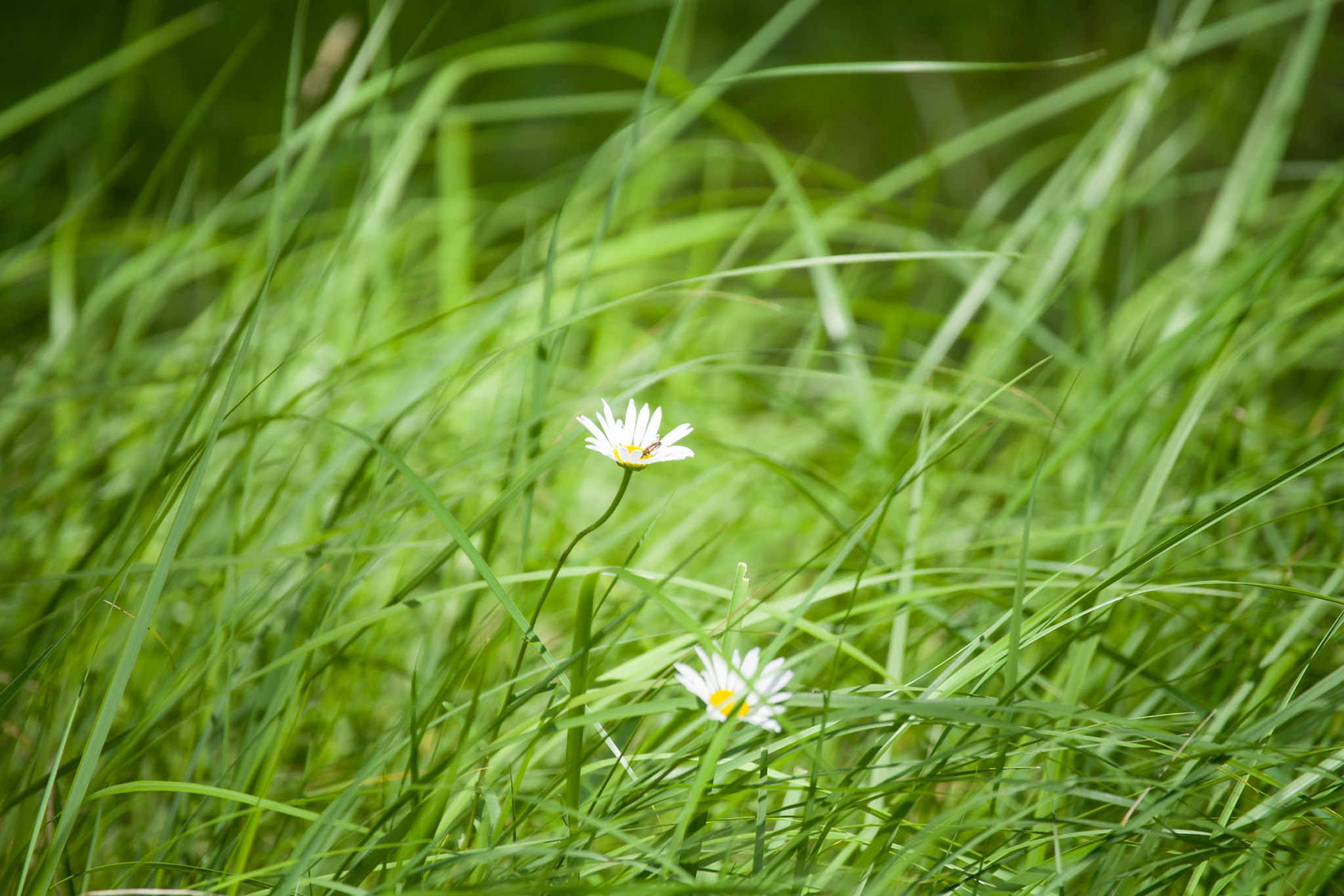 Sony 70-300mm F4.5-5.6 G SSM sample photo. Лесные ромашки photography