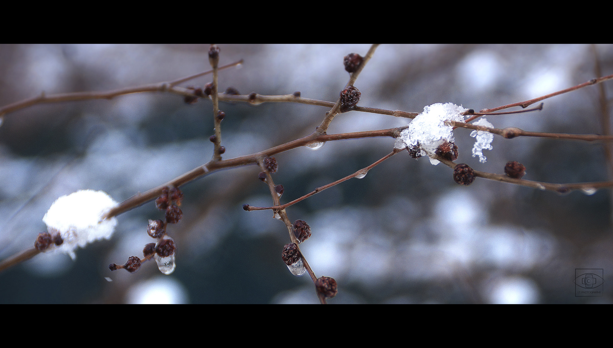Sony SLT-A77 sample photo. It is april photography